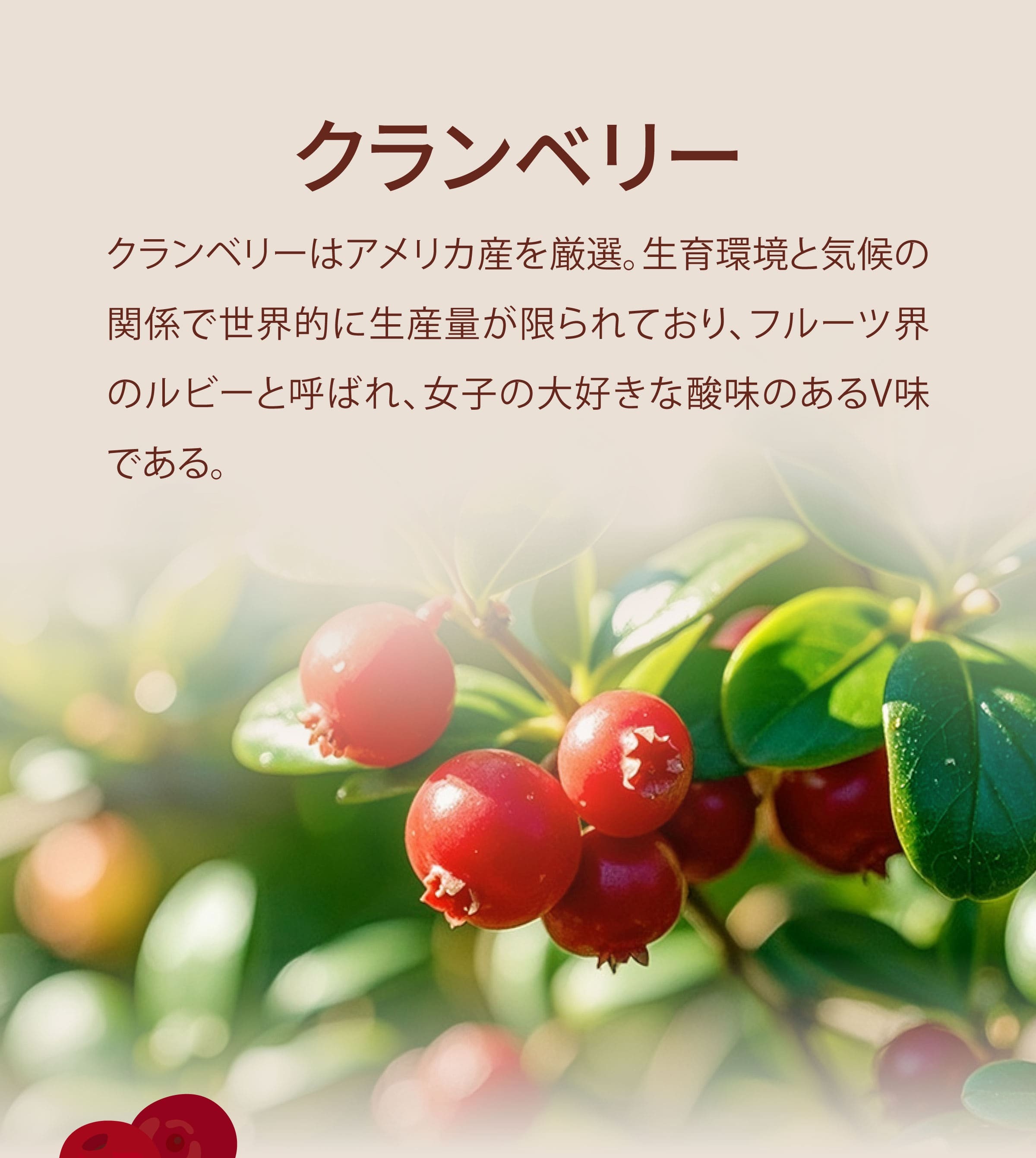 クランベリーの紹介