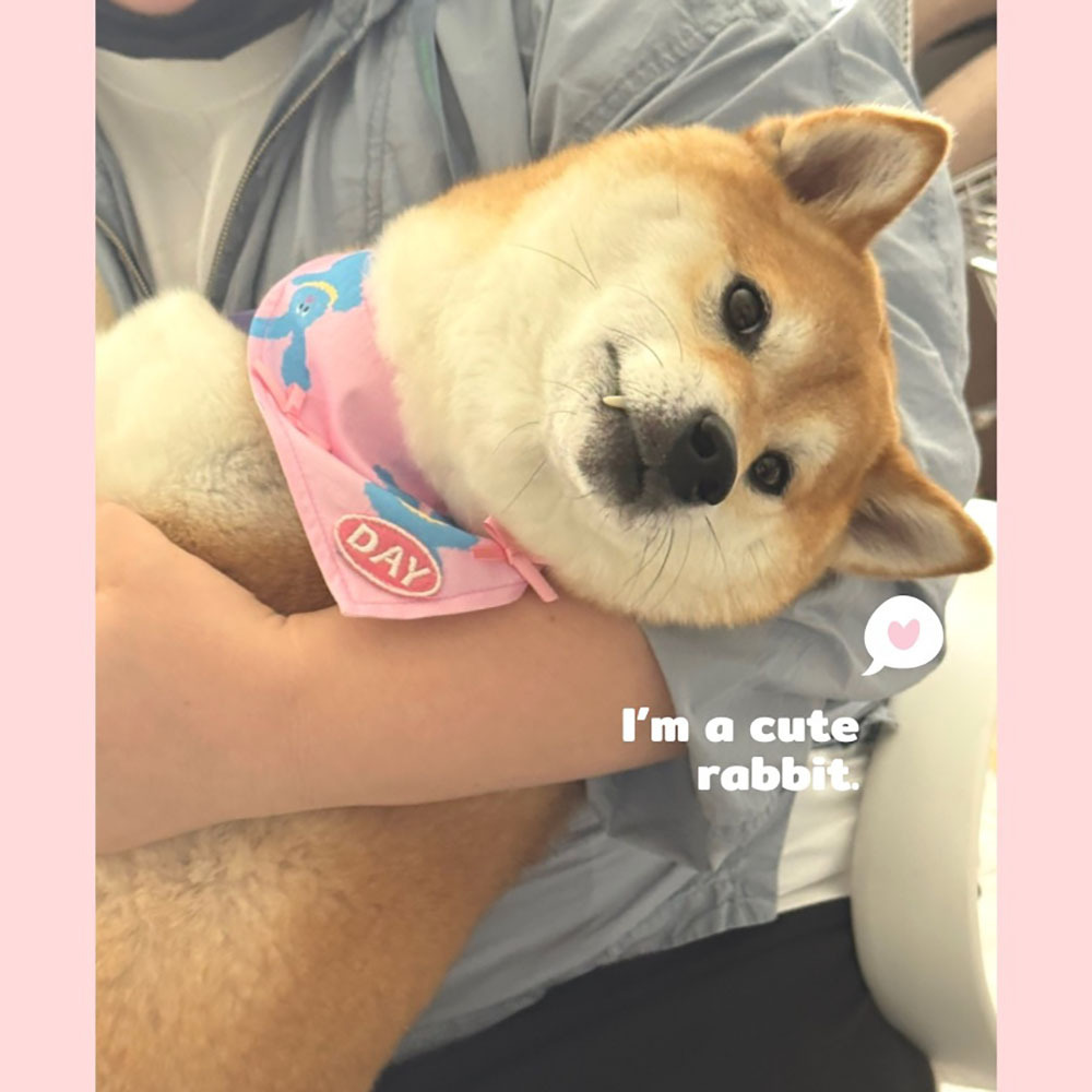 【預購】cuddly day｜ 粉色熊＆兔兔 三角巾＆涼感巾