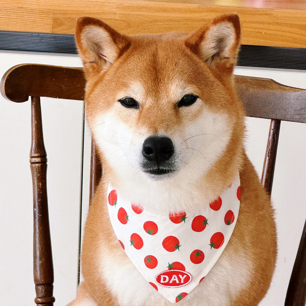 【預購】cuddly day｜ 蕃茄日和 三角巾＆涼感巾