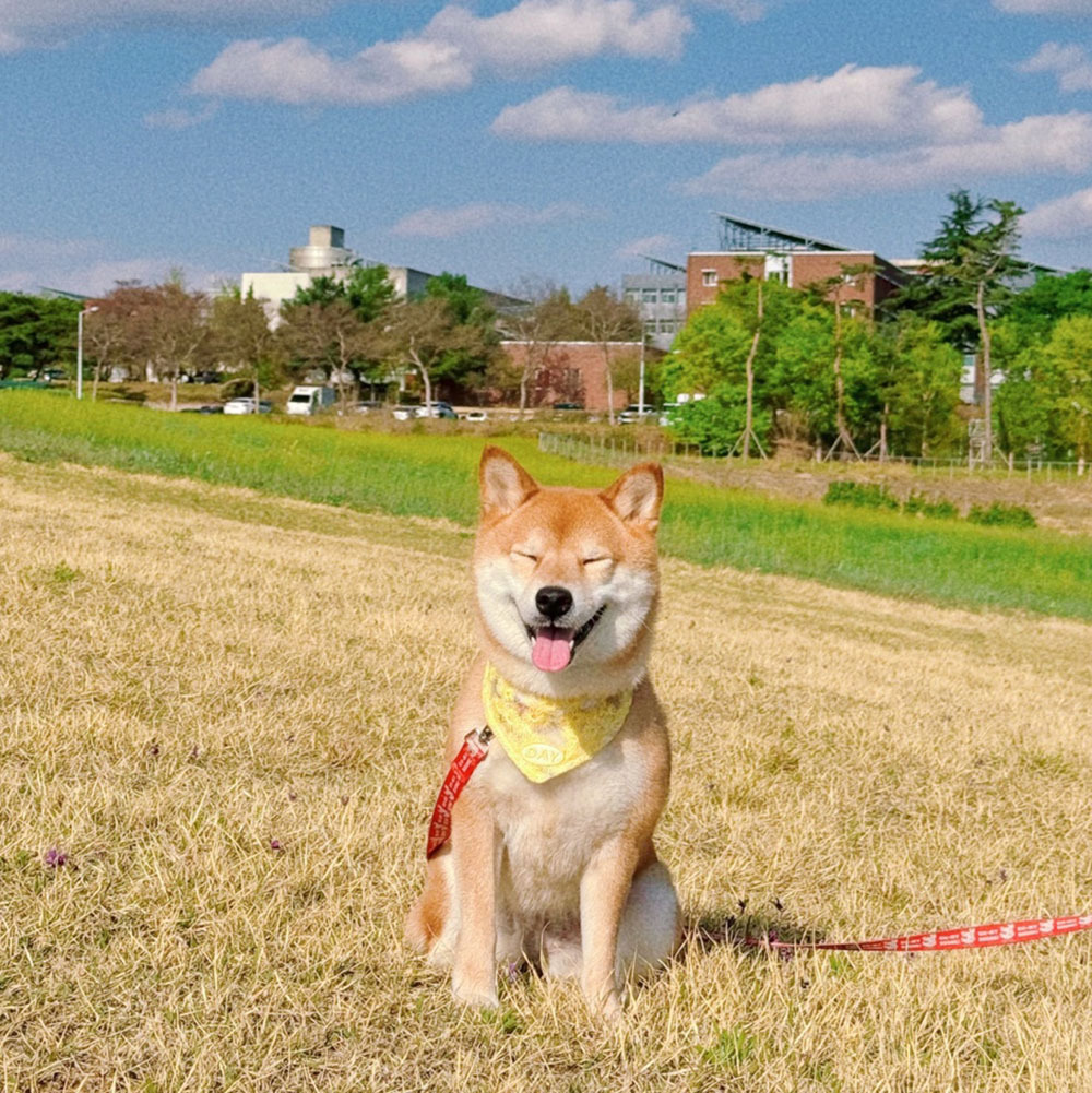 【預購】cuddly day｜春日小白花 三角巾