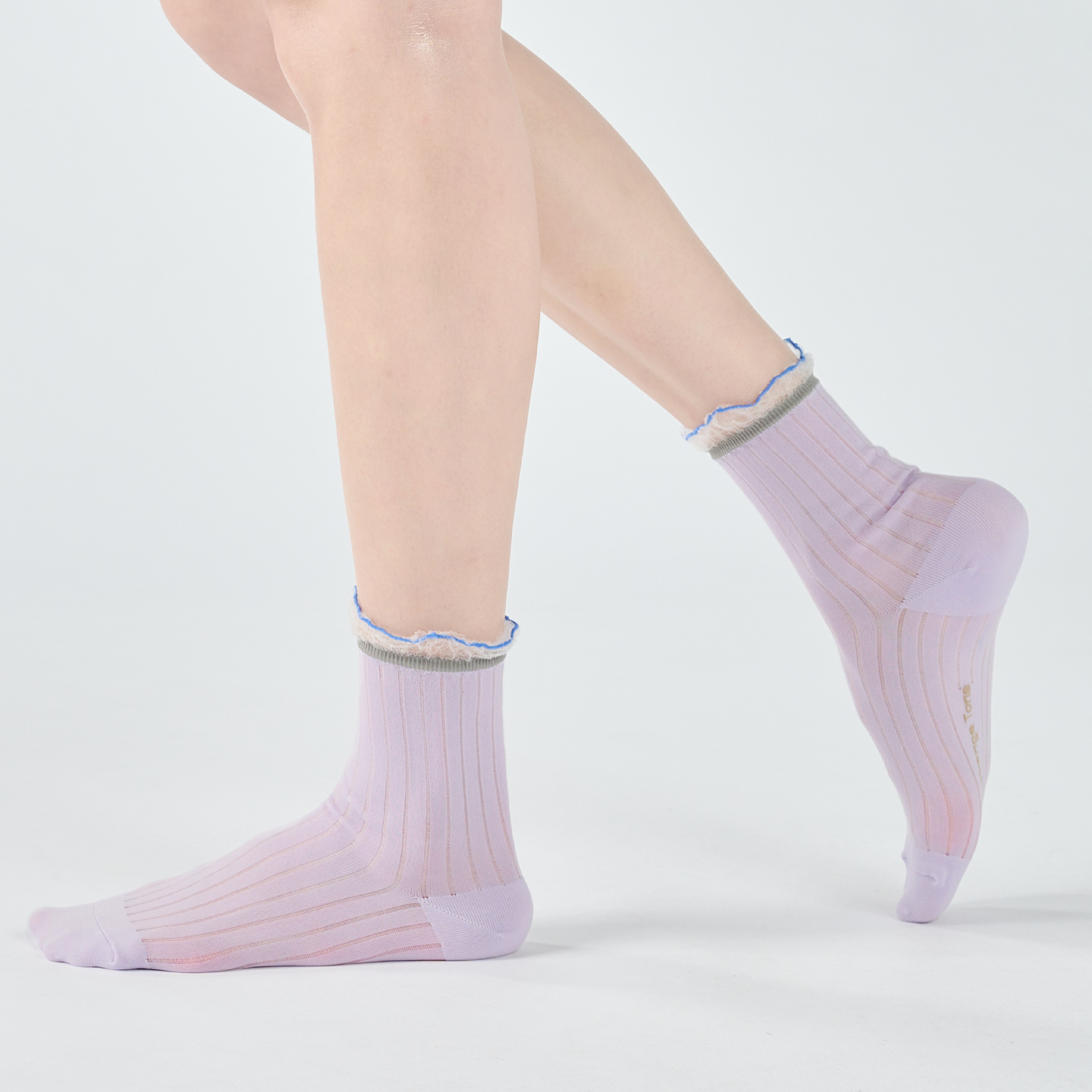 小雛菊〈淺紫〉