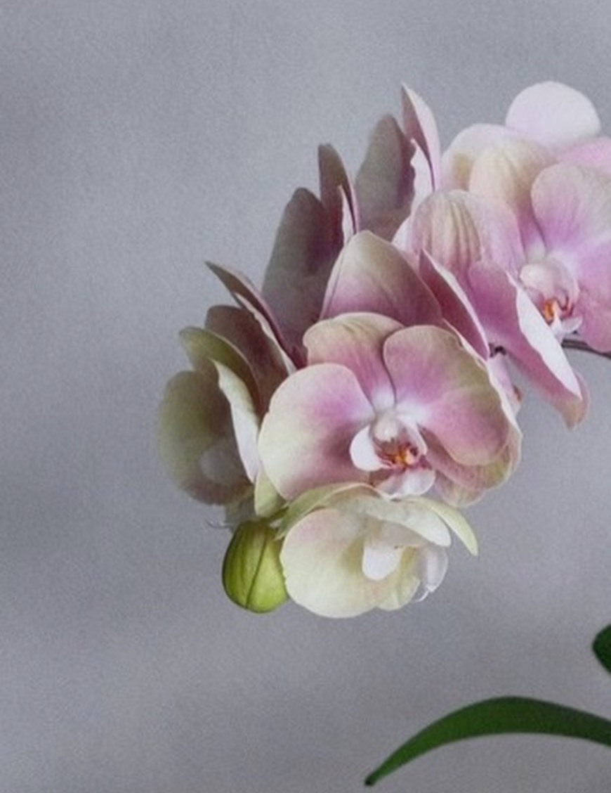 奶茶粉｜單株蝴蝶蘭