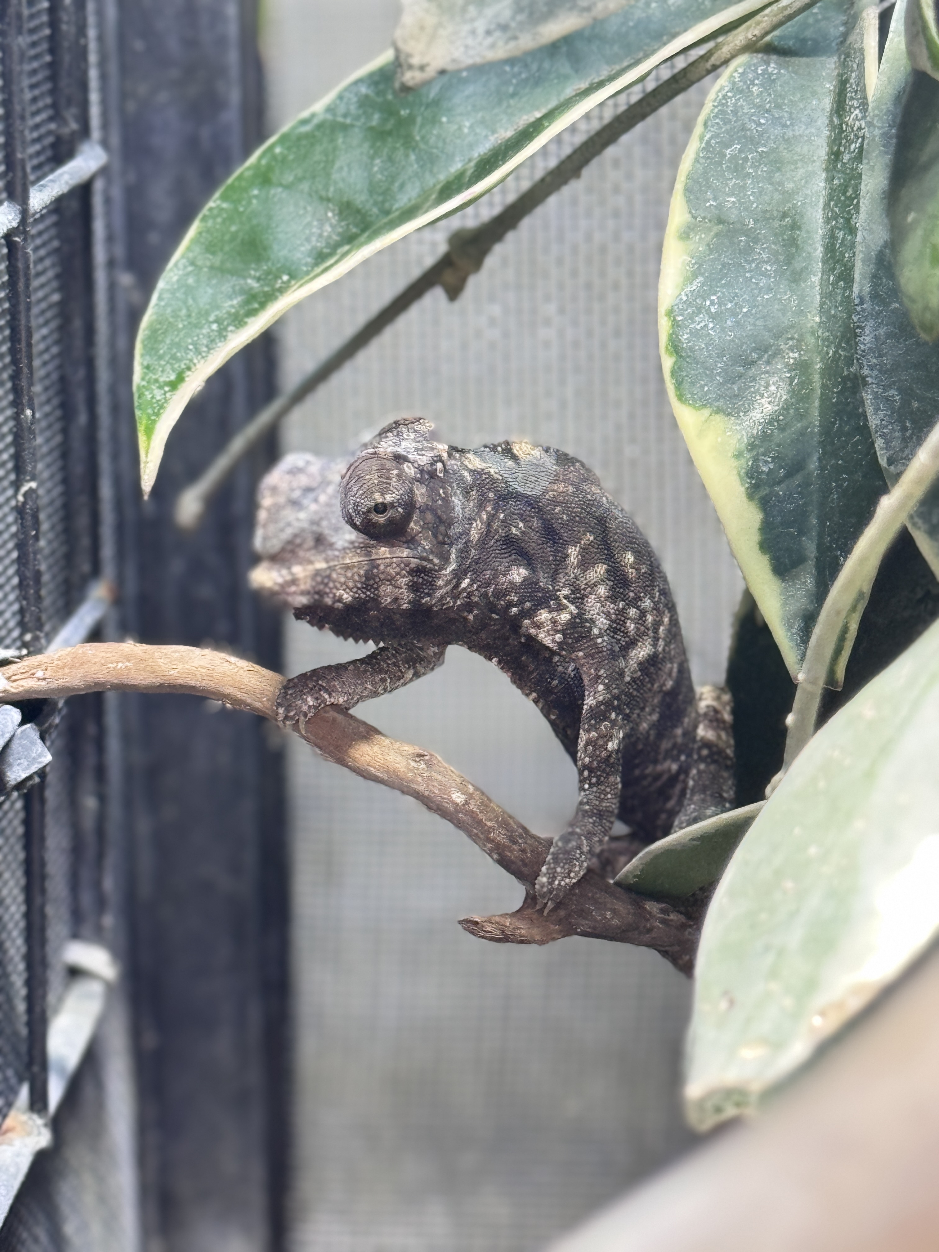 Ambilobe 安比諾貝  AMB-f137amy