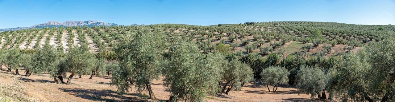 repsol-maker-agrocad-olive