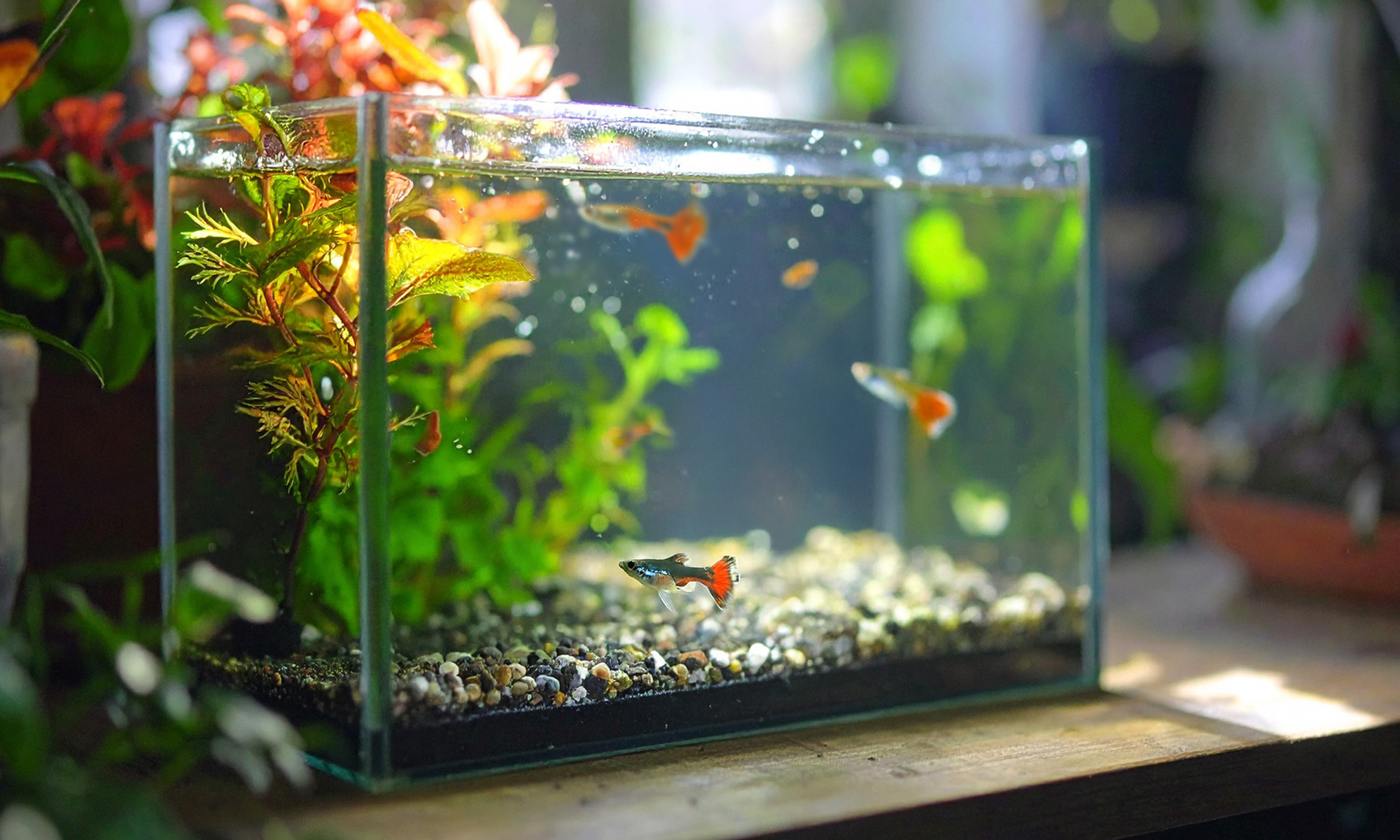 窗邊的魚缸因為光線變化較大，建議選擇適應性強的魚種。像是孔雀魚、斑馬魚、紅蓮燈等都是很好的選擇，它們不但適應力強，在自然光下的體色也會更加鮮豔