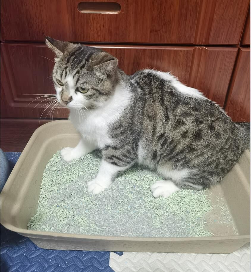 紙製貓砂盆/40.5×26.7×6.9cm