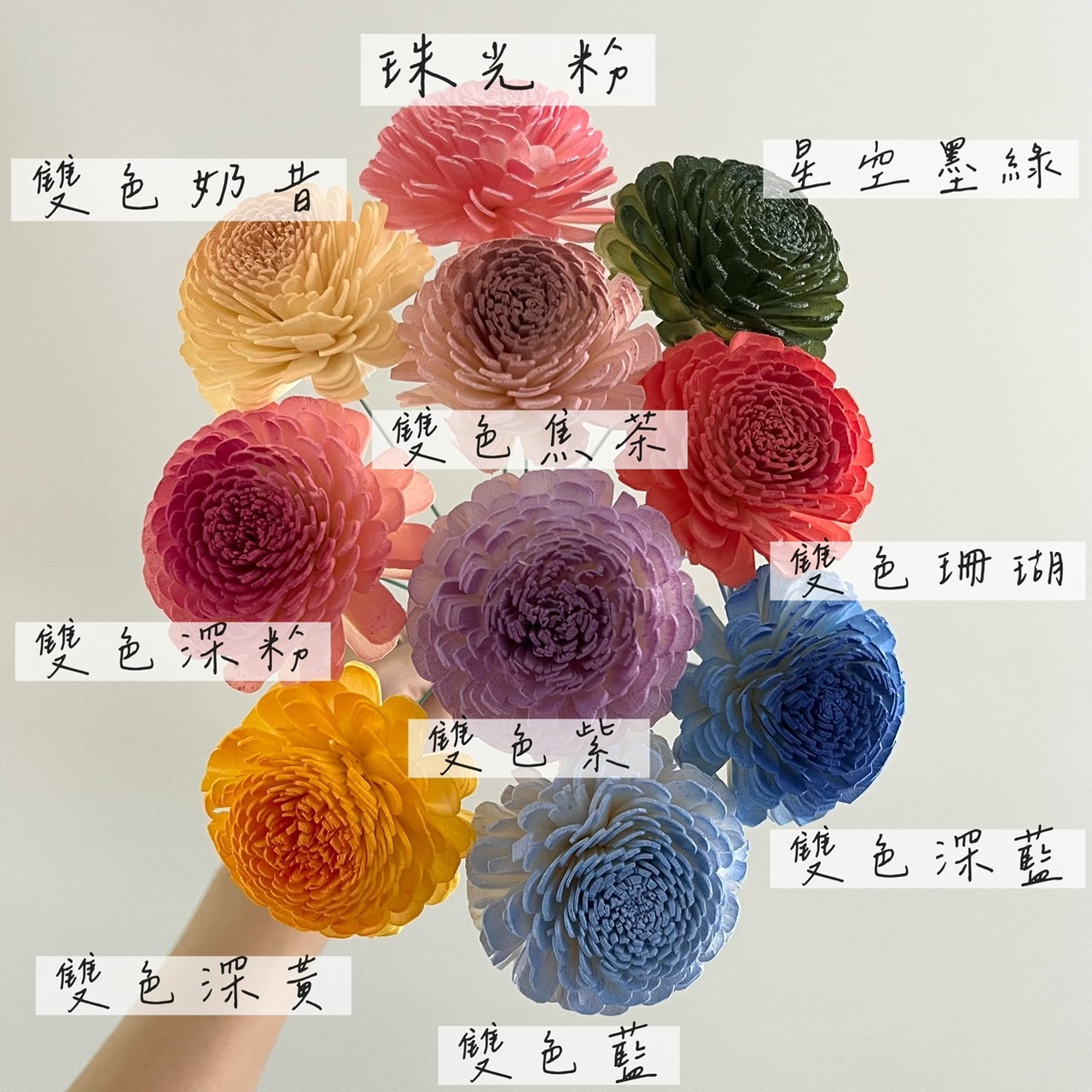 泰國索拉花 貝力玫瑰 6CM  <十支一把>  (高品質)