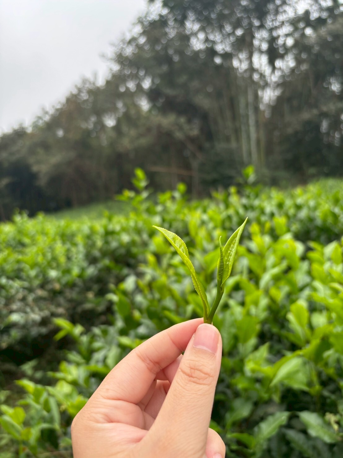 杯沿溫度頂級享受台灣金萱👸-0375