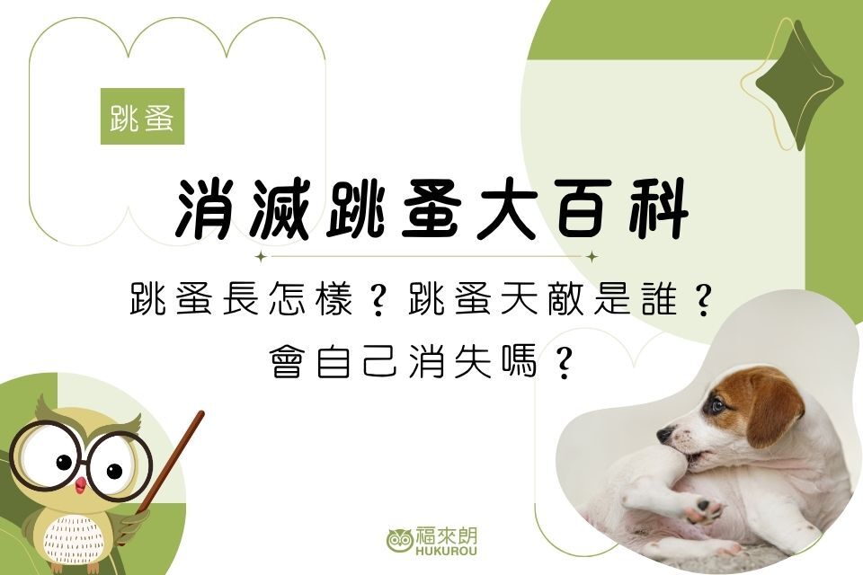 跳蚤大小長怎樣？跳蚤天敵是誰？會自己消失嗎？消滅跳蚤大百科