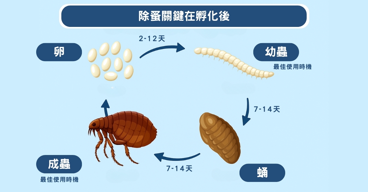 跳蚤壽命多長？跳蚤生命週期活多久？