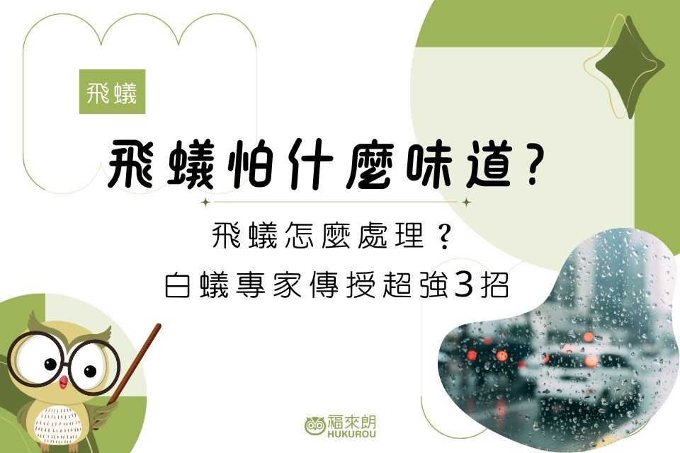 飛蟻怕什麼味道？飛蟻怎麼處理？白蟻專家傳授超強3招
