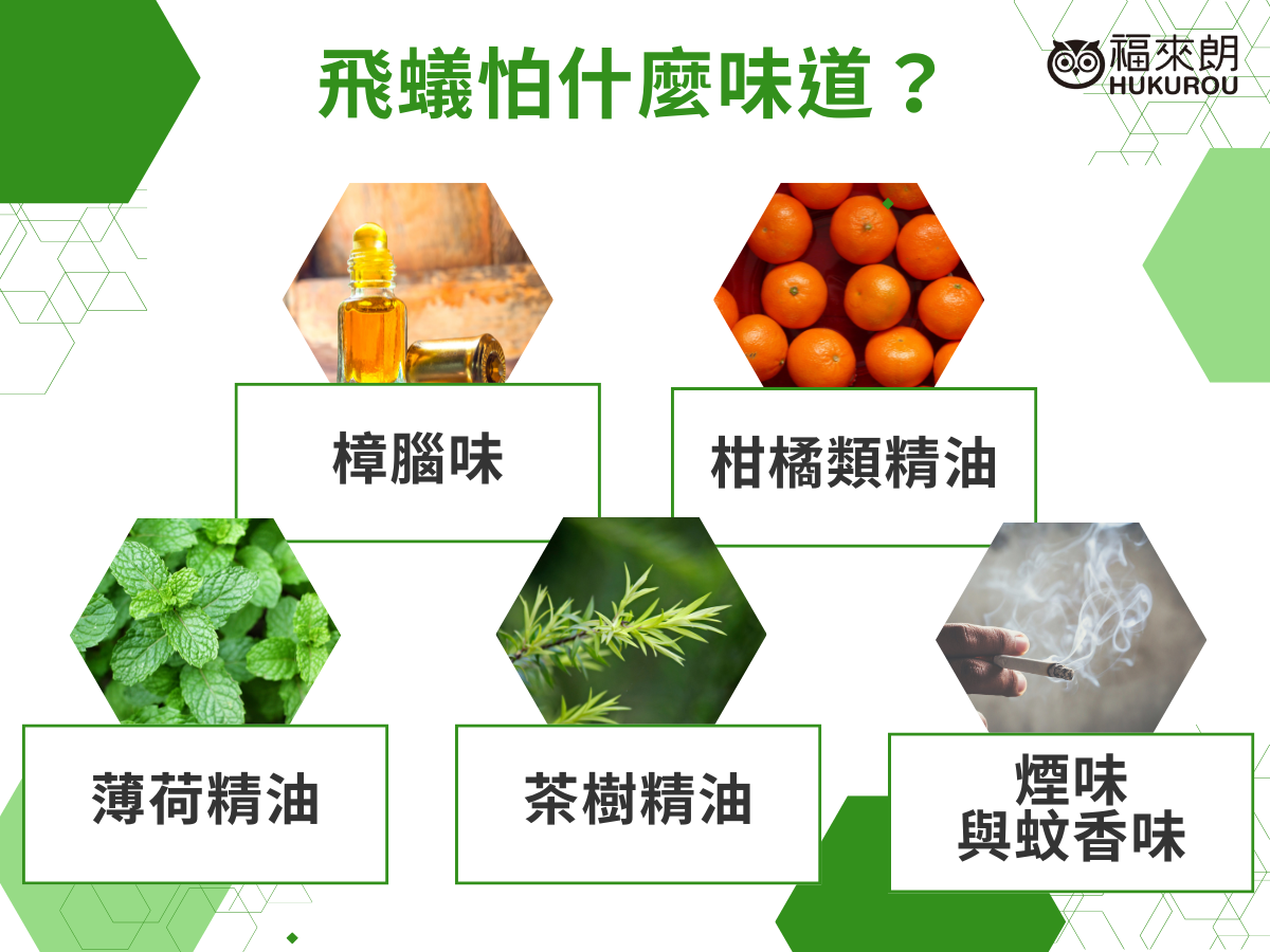 飛蟻怕什麼味道？