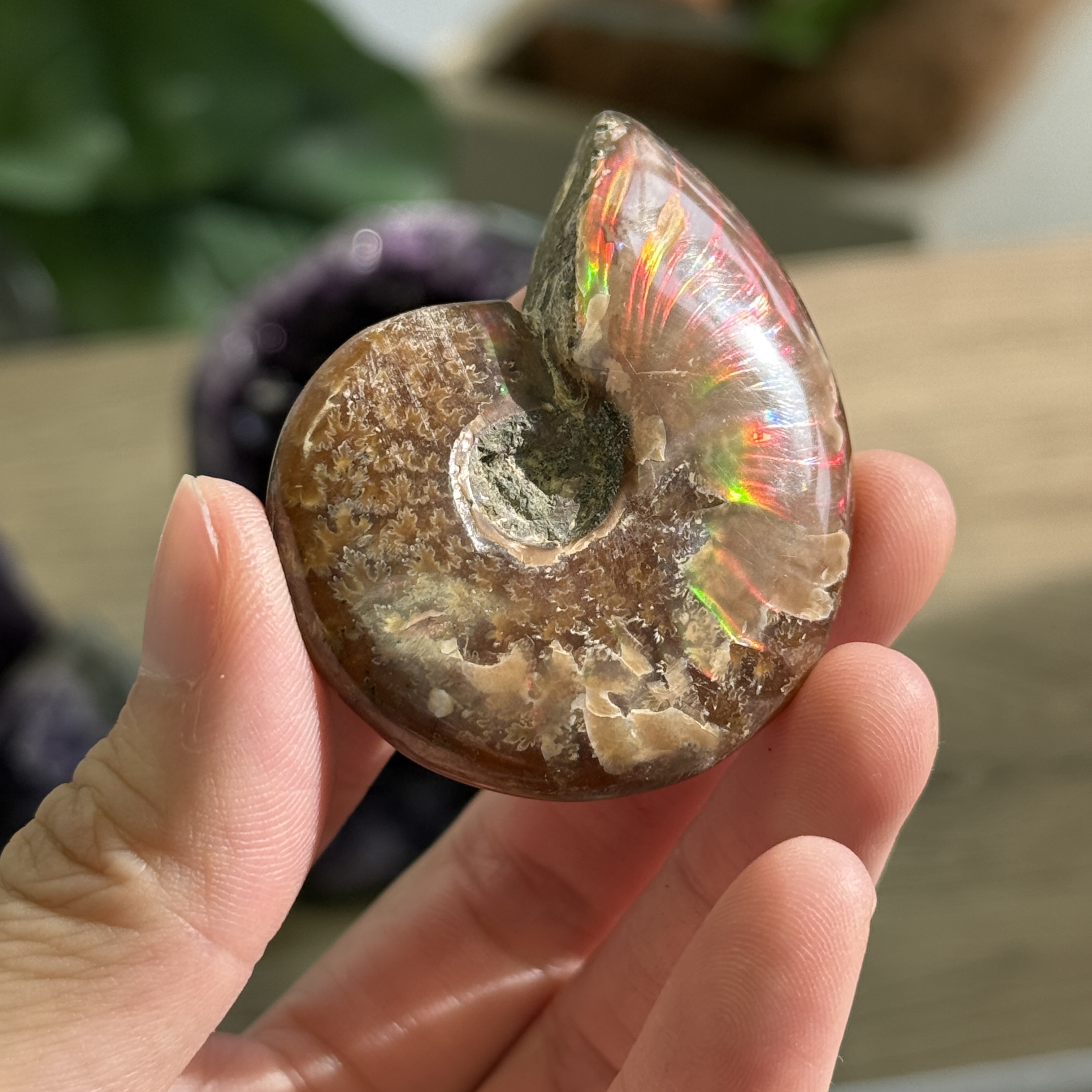 斑彩螺化石 AN1628