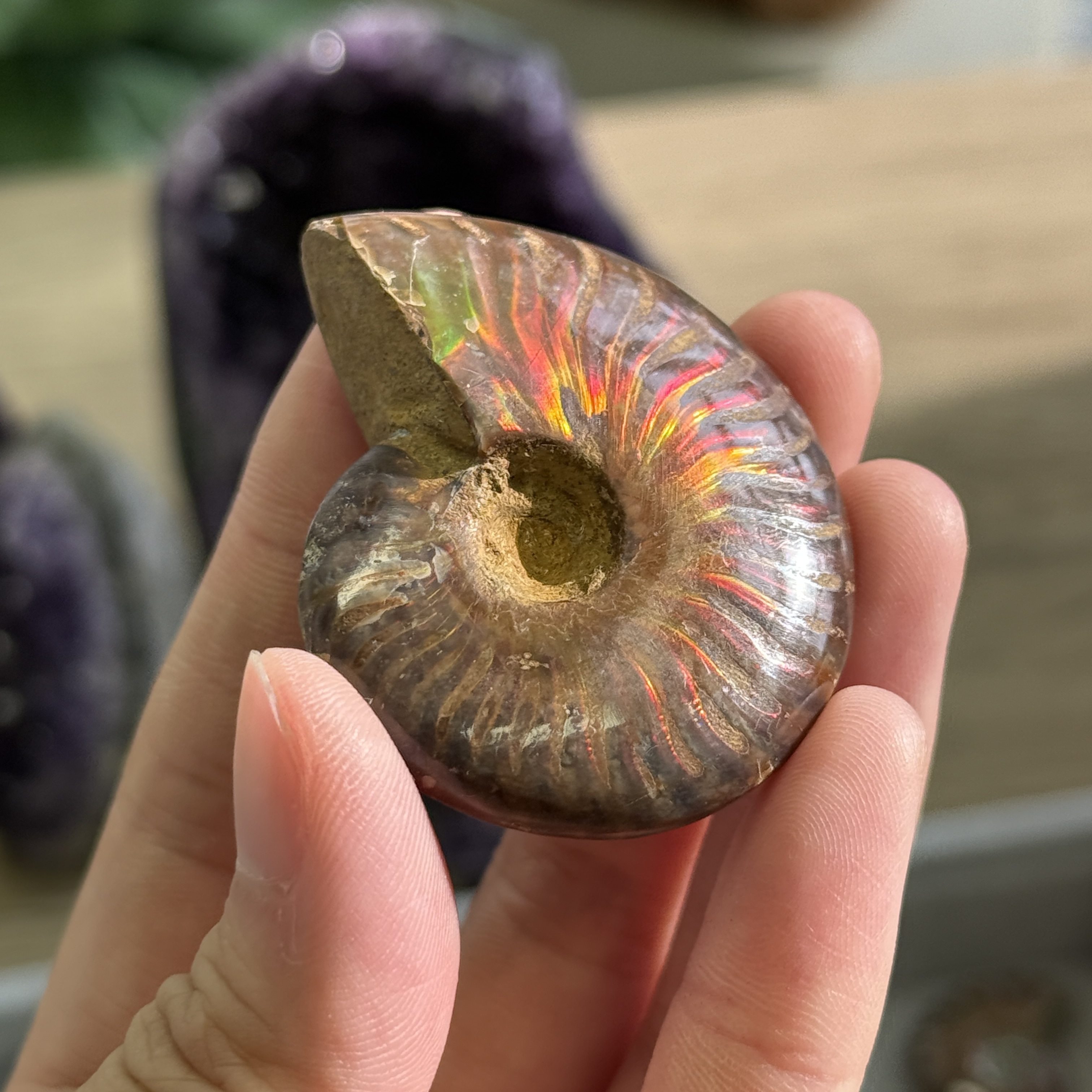 斑彩螺化石 AN1630