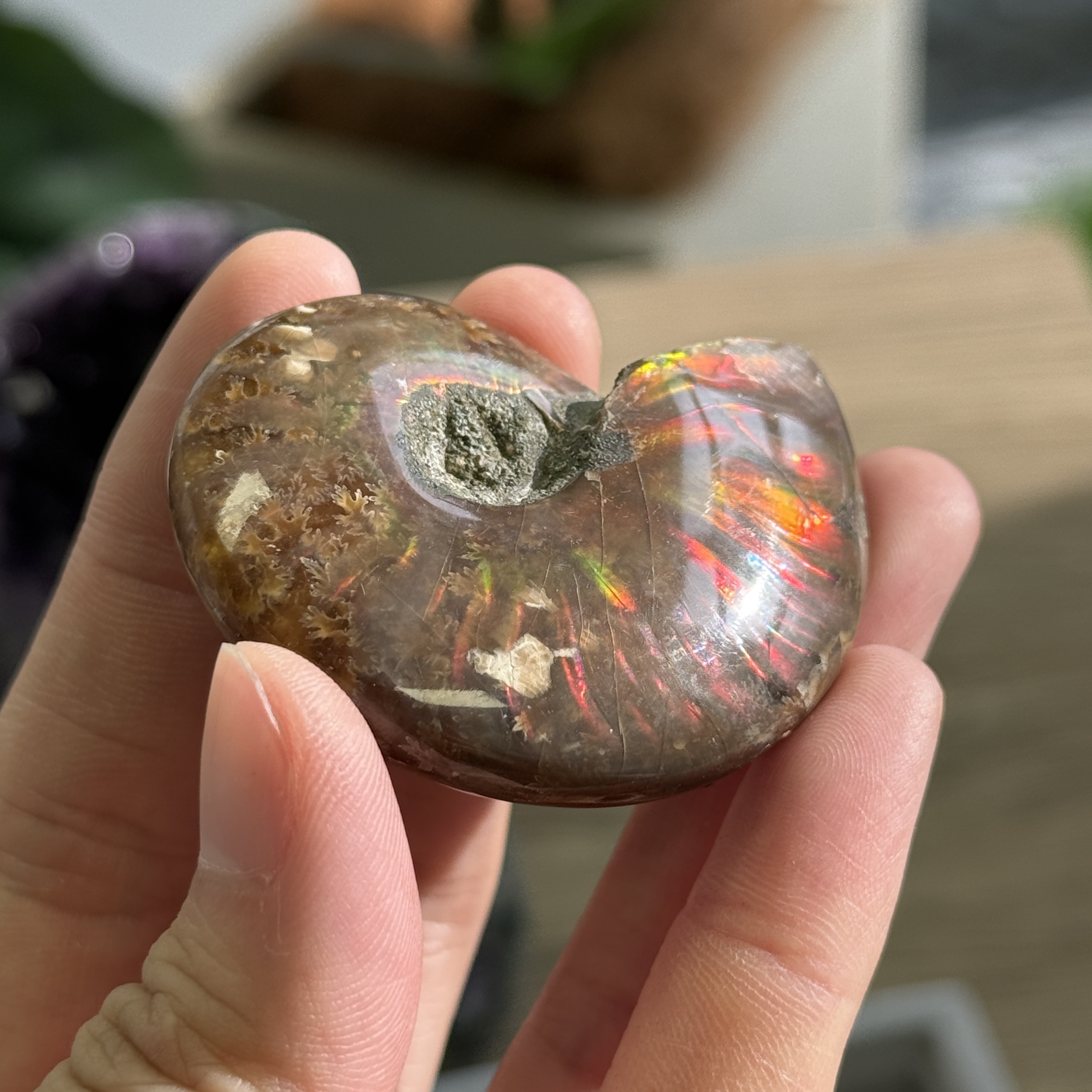 斑彩螺化石 AN1631