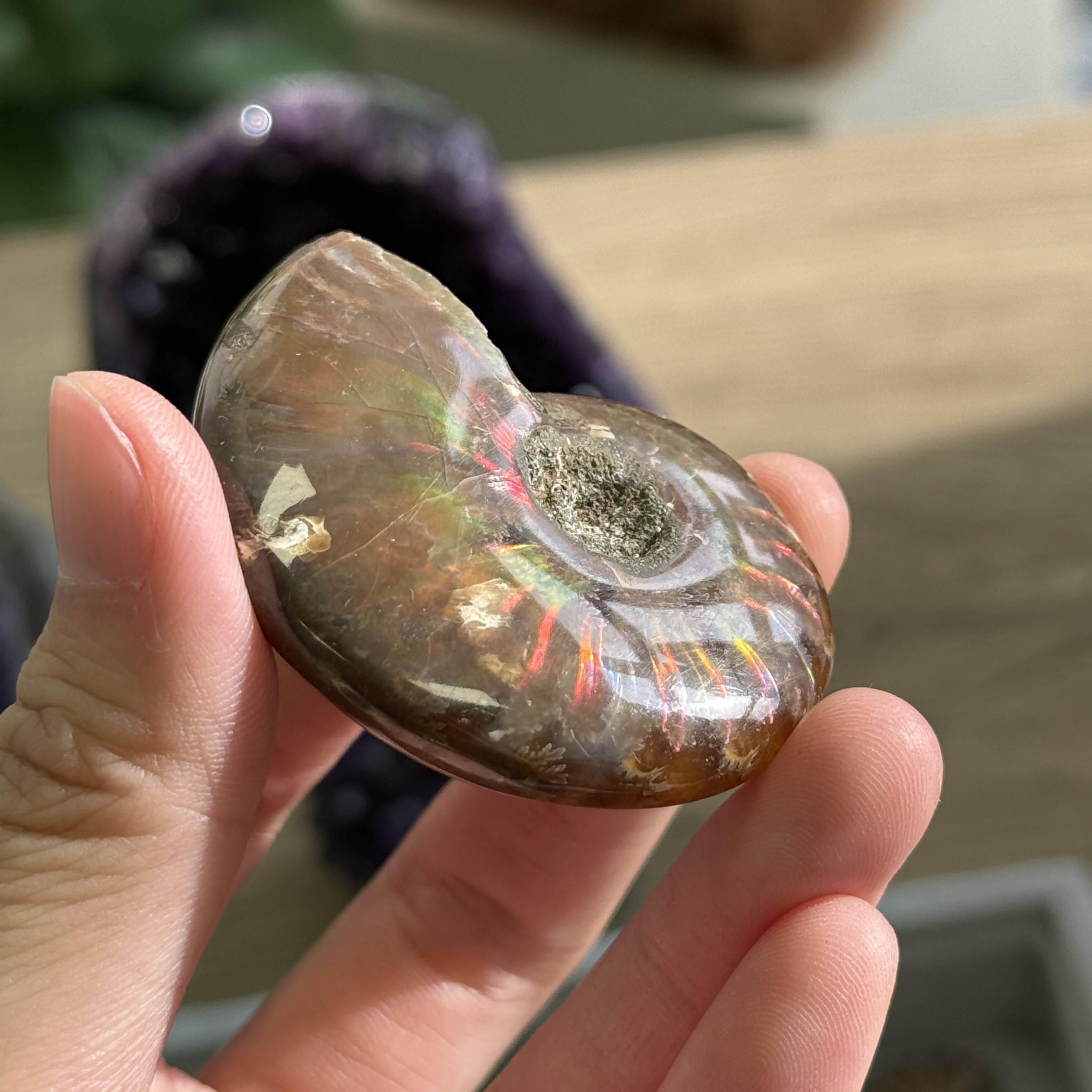 斑彩螺化石 AN1631