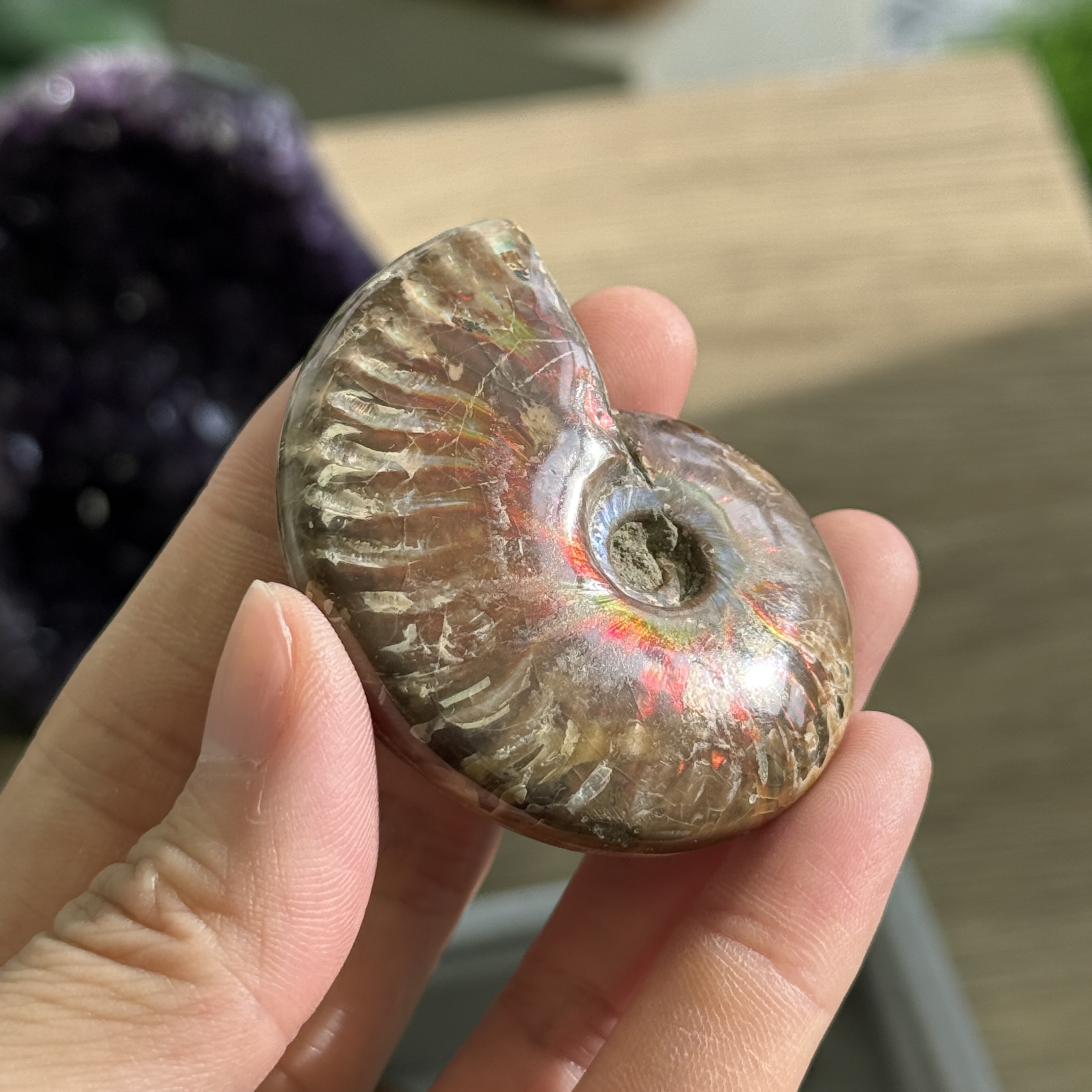 斑彩螺化石 AN1632