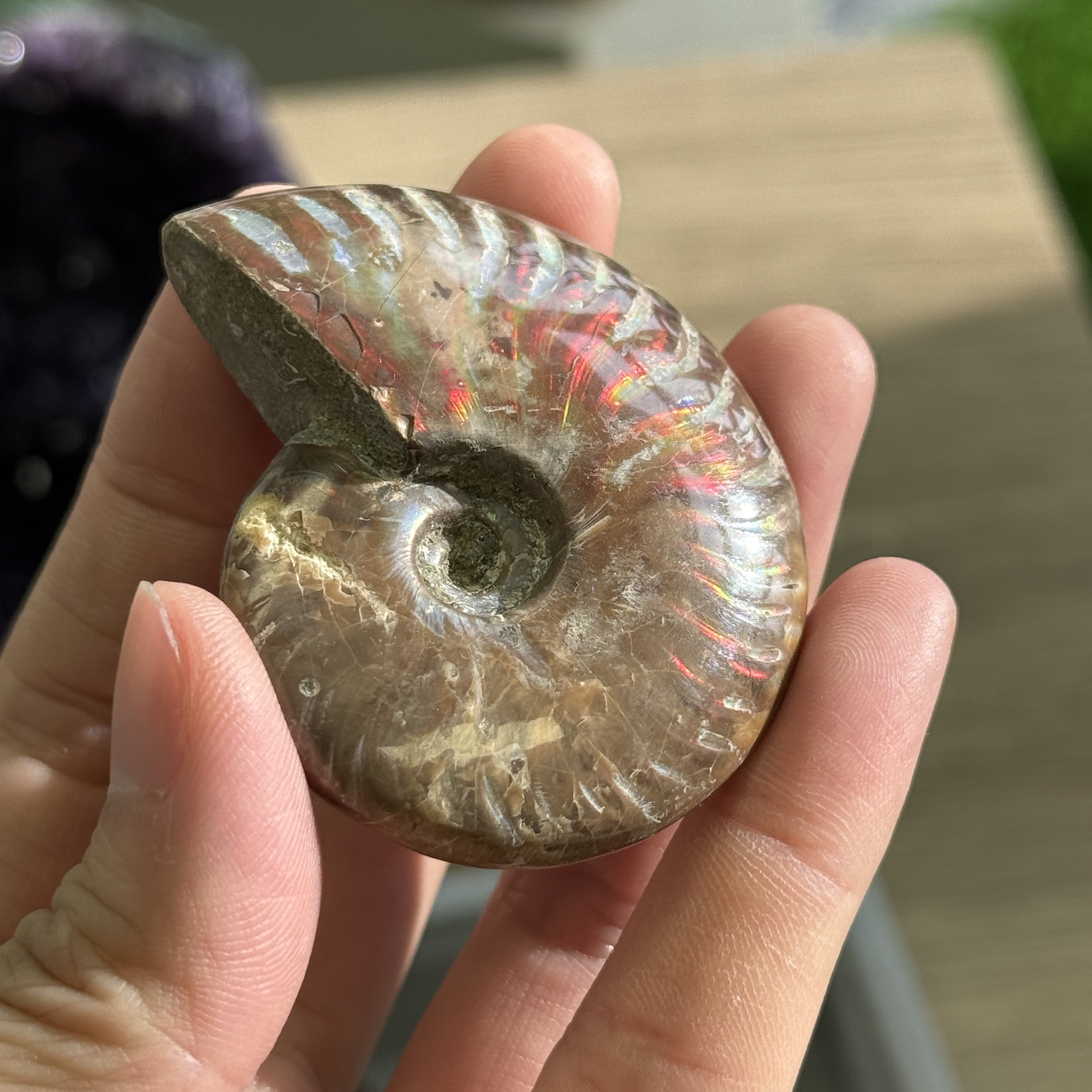 斑彩螺化石 AN1632