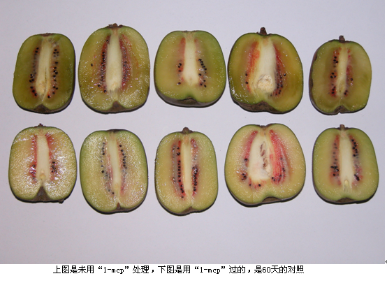 1-甲基環丙烯(1-MCP)，能有效抑制水果貯運過程中發生的軟化、變色、斑點、褐變