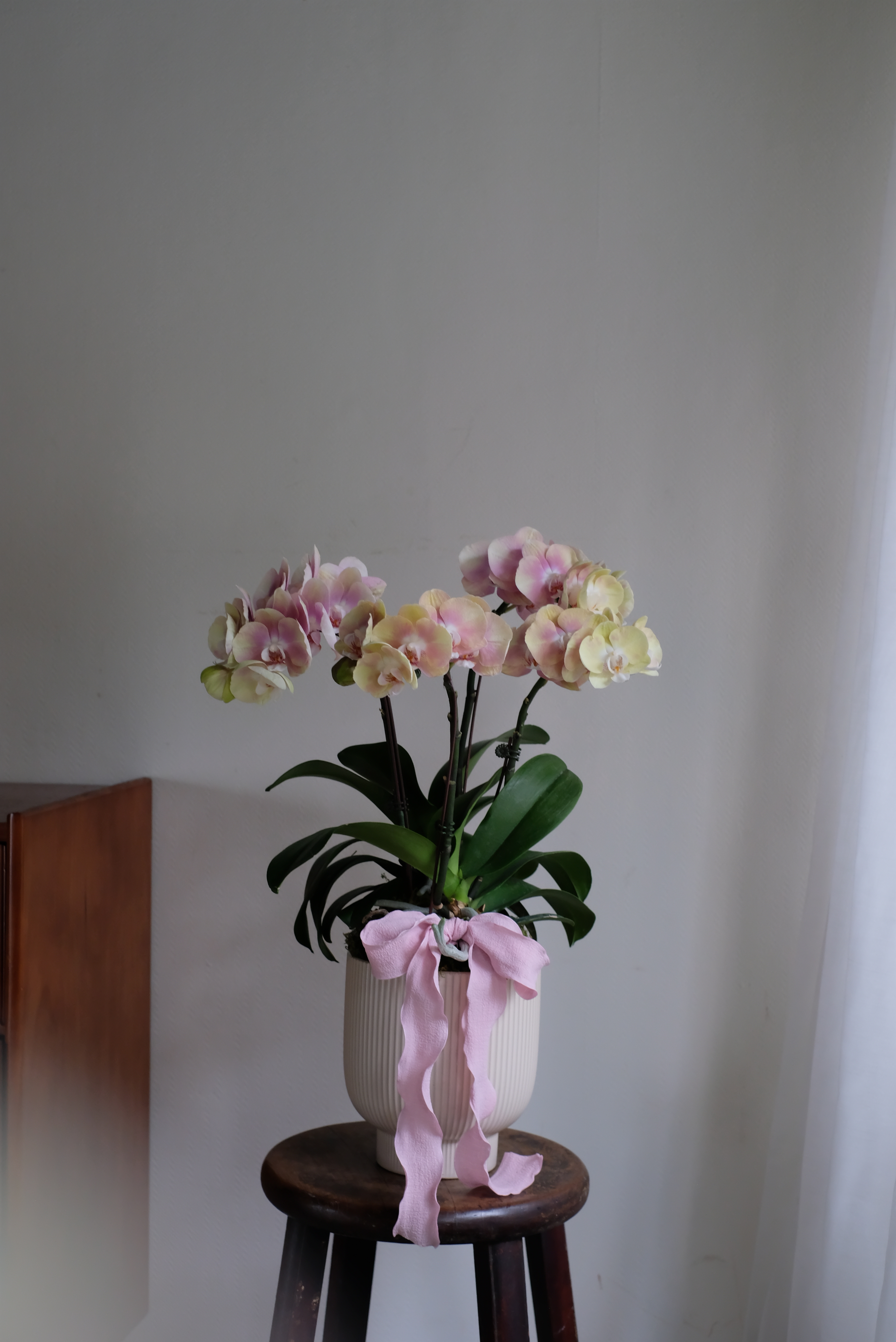 奶茶粉｜雙顆蝴蝶蘭