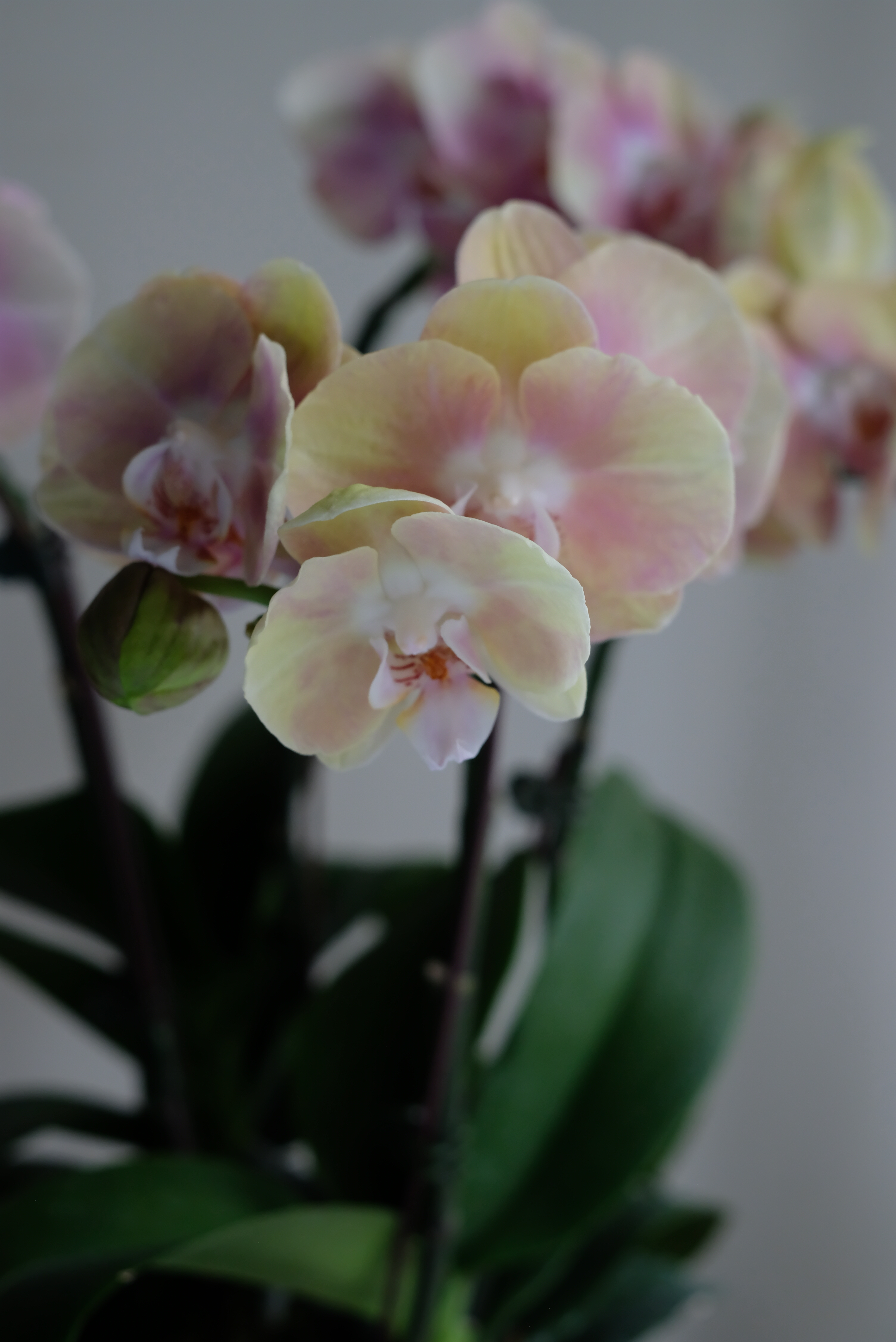 奶茶粉｜雙顆蝴蝶蘭