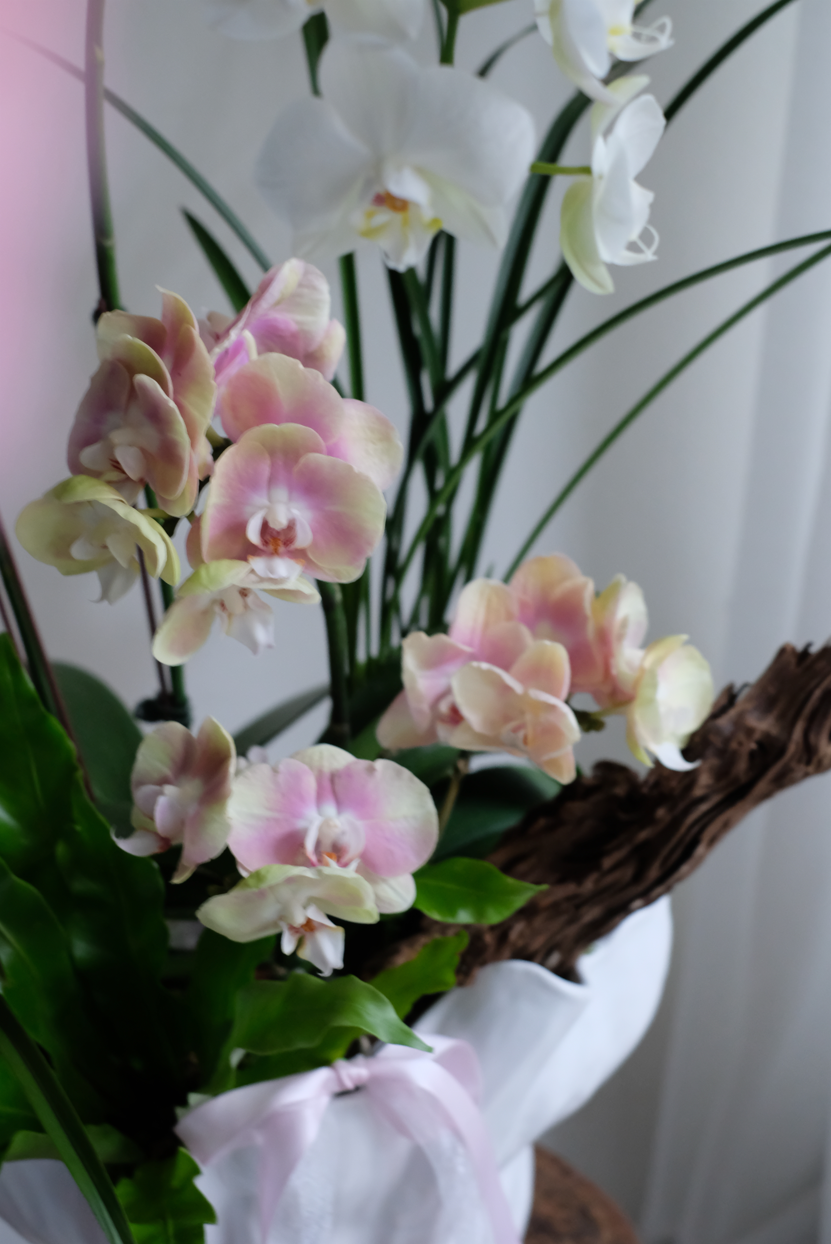 純白蝴蝶蘭＆奶茶粉蝴蝶蘭｜組合蘭花盆栽