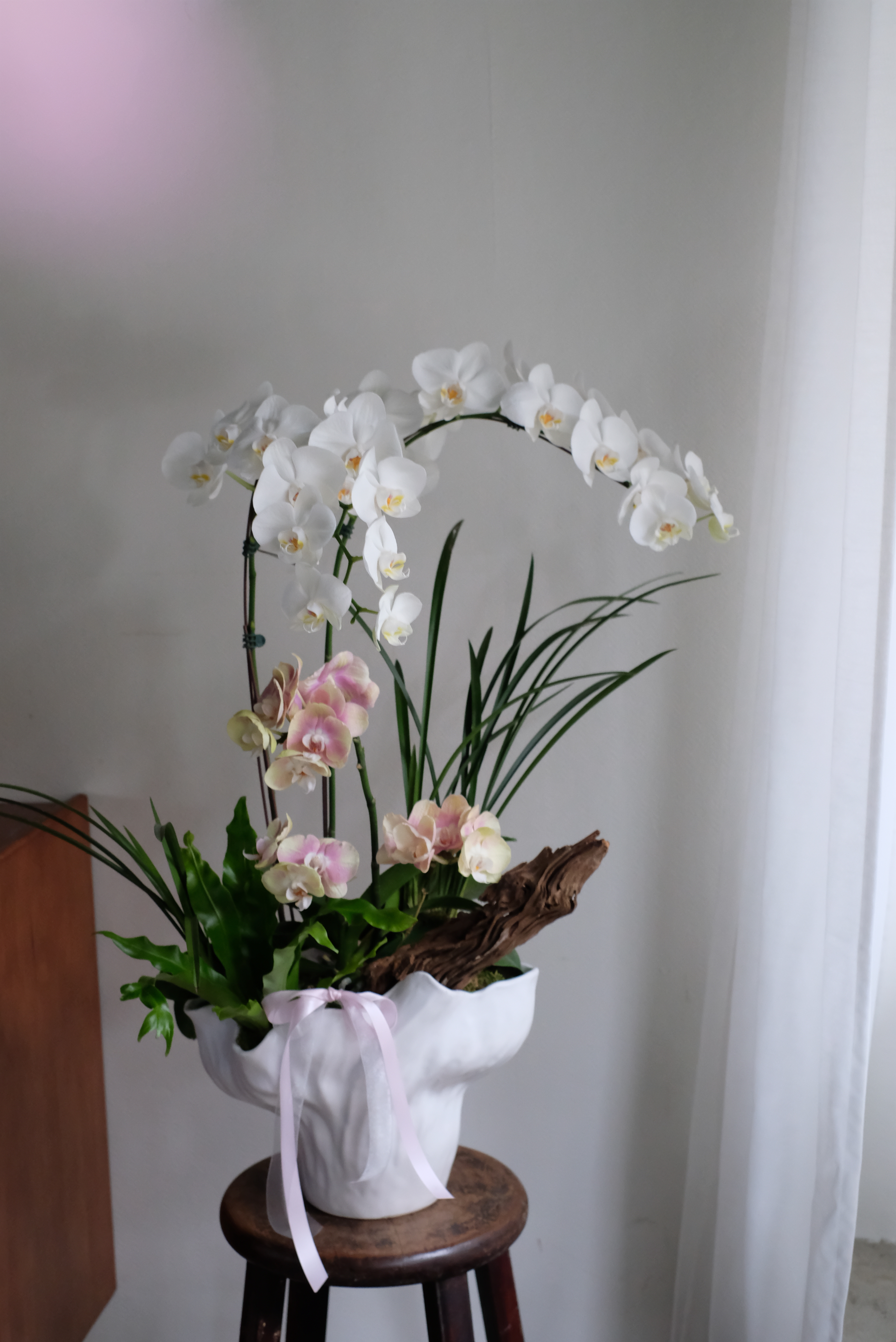 純白蝴蝶蘭＆奶茶粉蝴蝶蘭｜組合蘭花盆栽