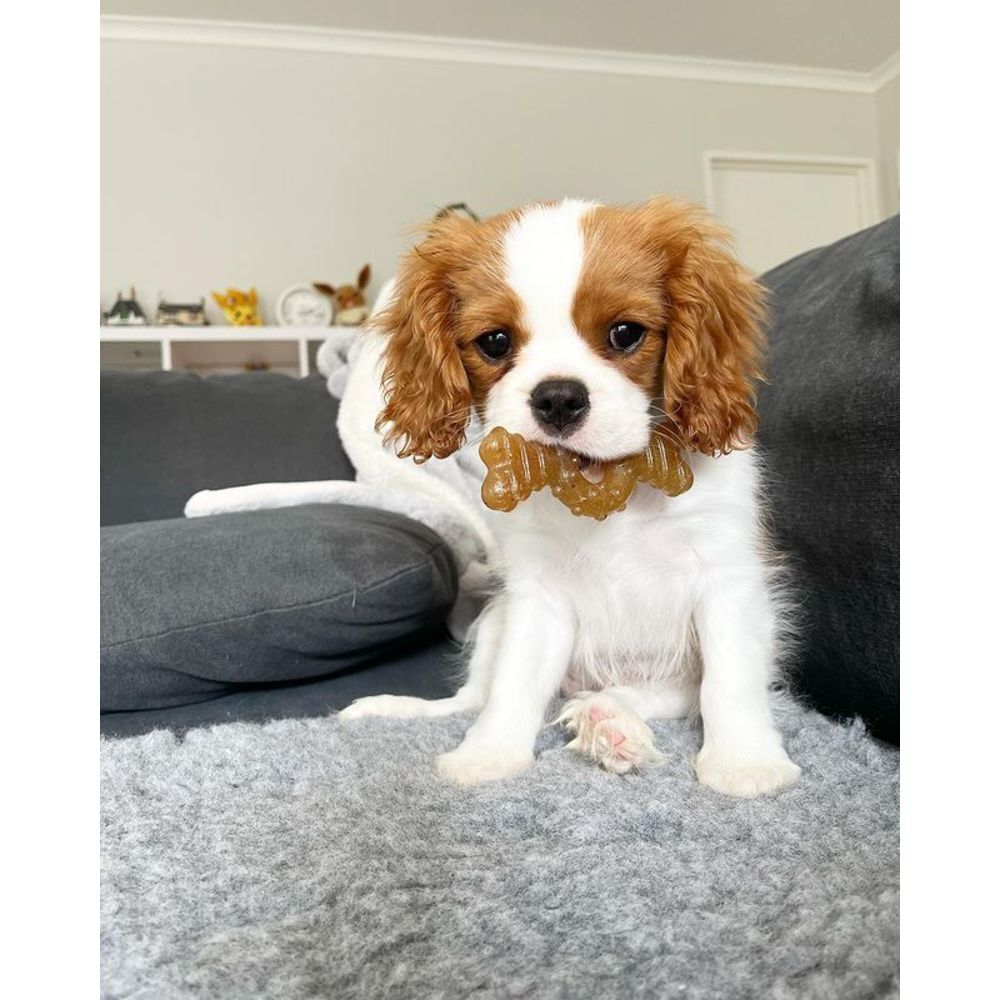 Nylabone 圓圈骨 雞肉味