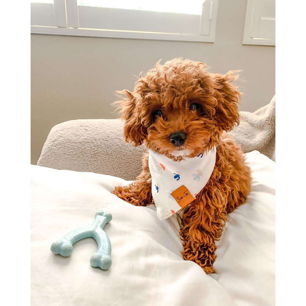 Nylabone Puppy Chew Toy Wishbone