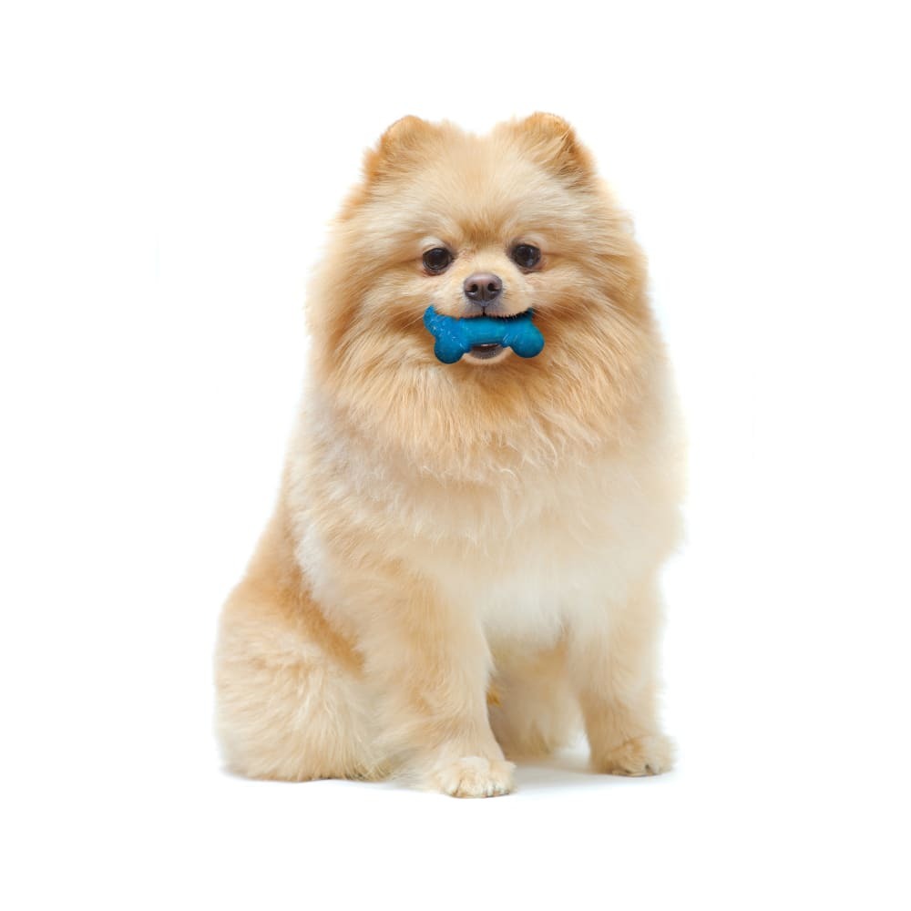 Nylabone Moderate Chew FlexiChew Bone