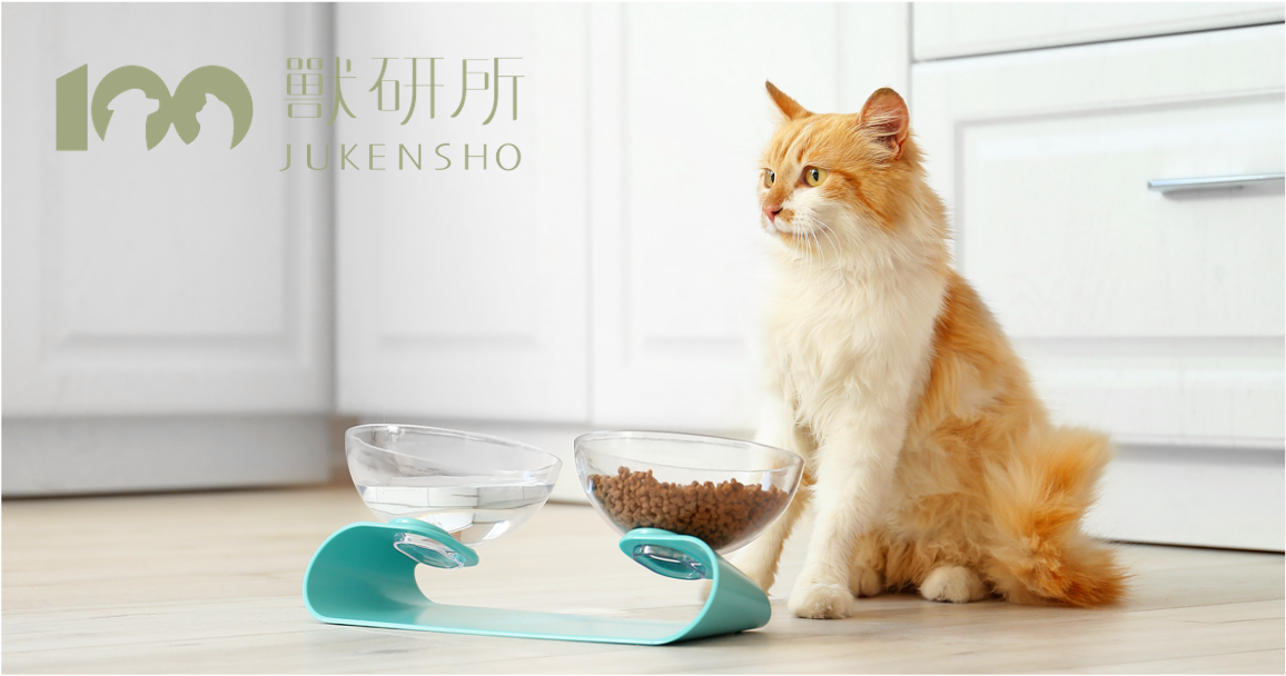 healthy-cat-looking-away
