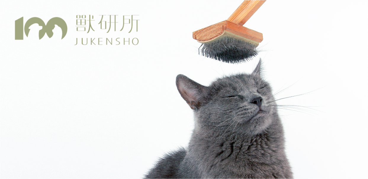 cat-happily-brushing-hair