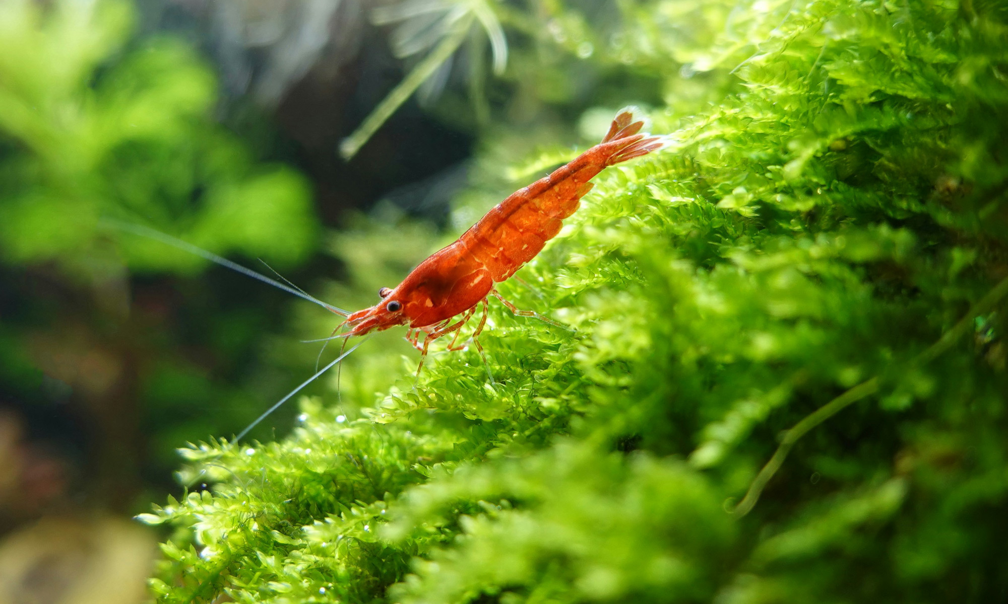 淡水觀賞蝦不僅色彩繽紛、活潑可愛，更是水族箱裡的清潔小幫手