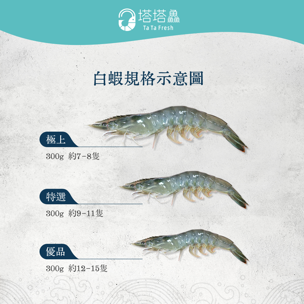 白蝦規格表