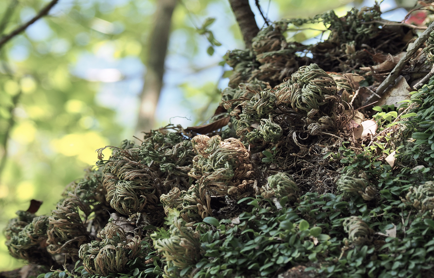 散發緊緻光澤-5