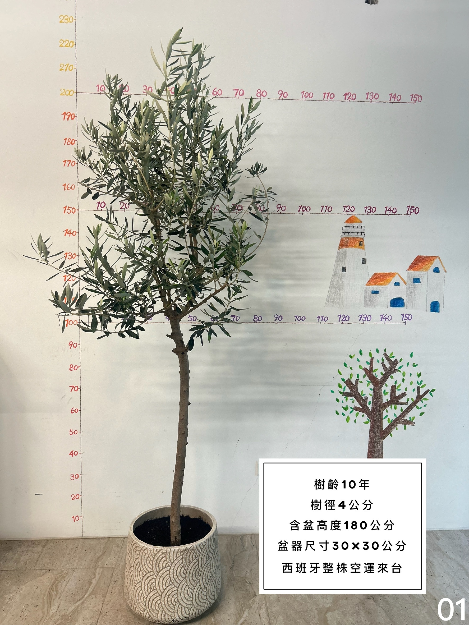 【橄享】 Olive tree 10年樹齡 西班牙進口 西班牙銀葉油橄欖樹 橄欖樹 油橄欖樹 銀葉橄欖樹 銀葉油橄欖 陽台植物