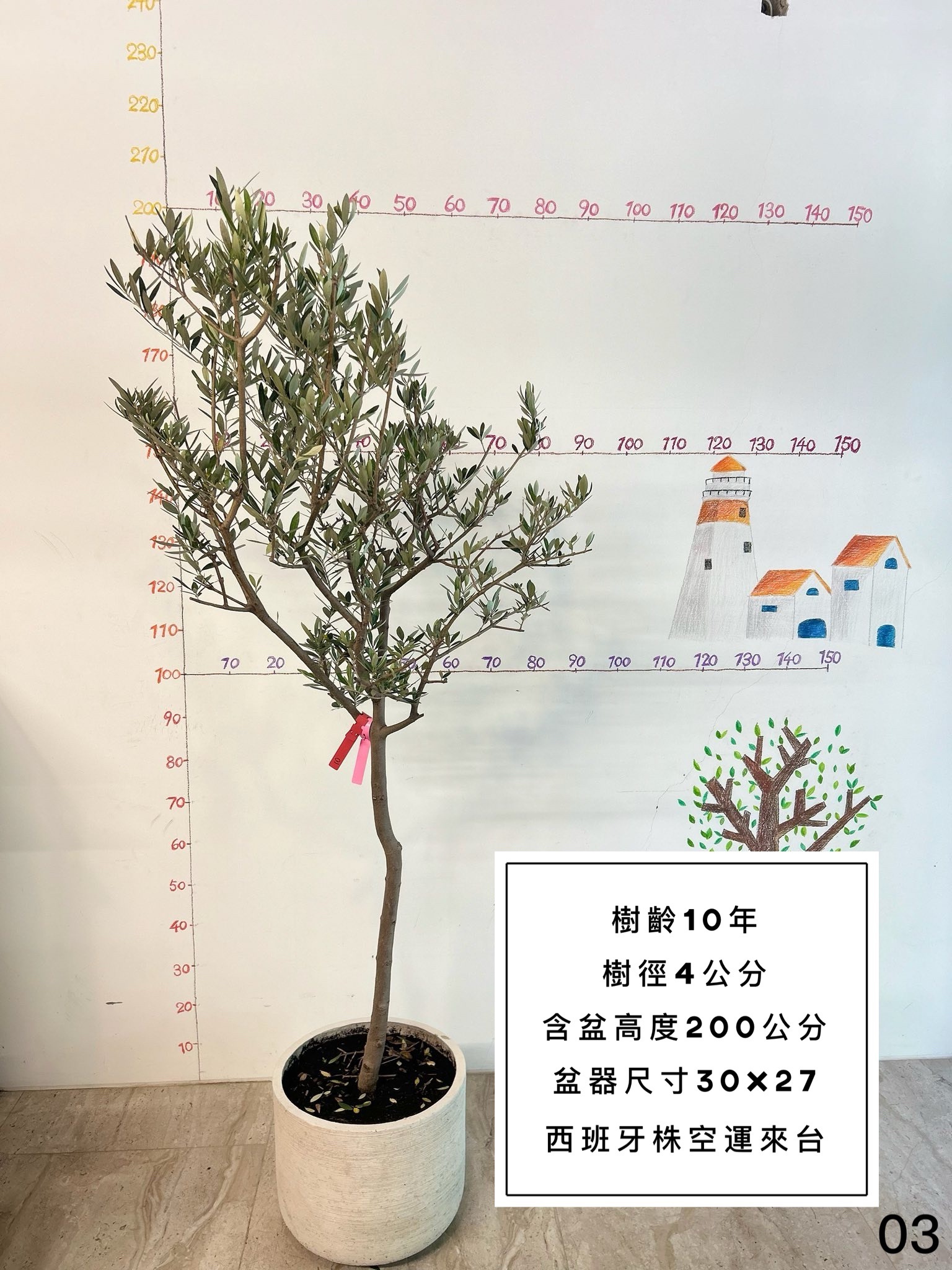 【橄享】 Olive tree 10年樹齡 西班牙進口 西班牙銀葉油橄欖樹 橄欖樹 油橄欖樹 銀葉橄欖樹 銀葉油橄欖 陽台植物