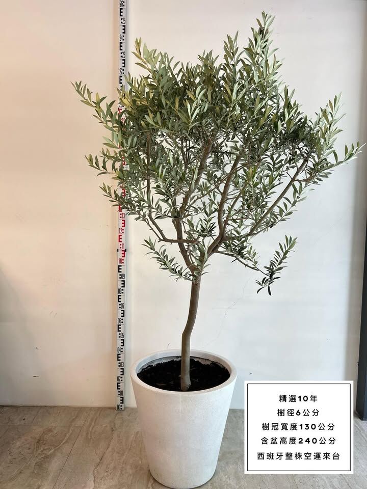 【橄享】 Olive tree 10年樹齡 西班牙進口 西班牙銀葉油橄欖樹 橄欖樹 油橄欖樹 銀葉橄欖樹 銀葉油橄欖 陽台植物