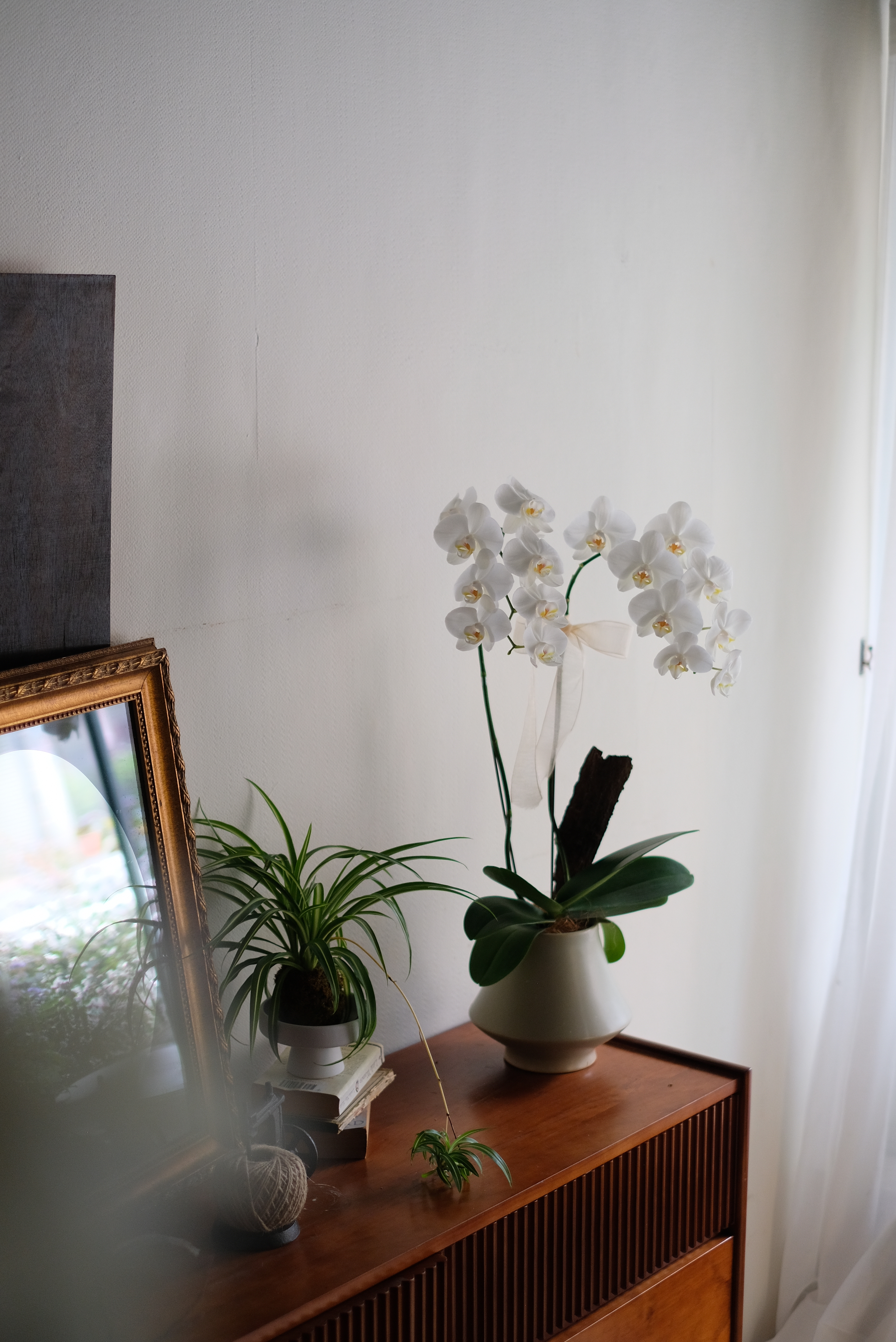 高貴白｜蝴蝶蘭植栽