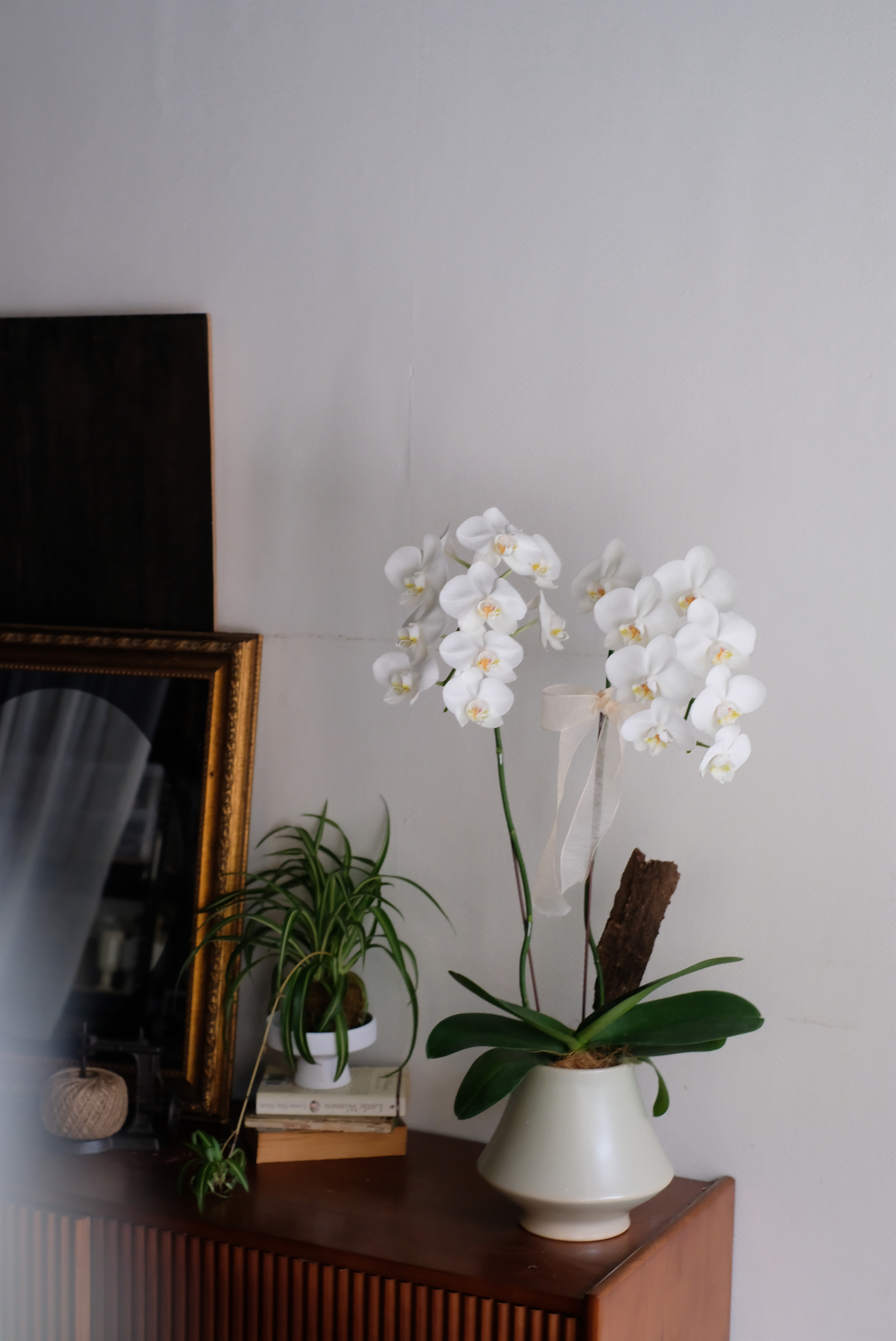 高貴白｜蝴蝶蘭植栽