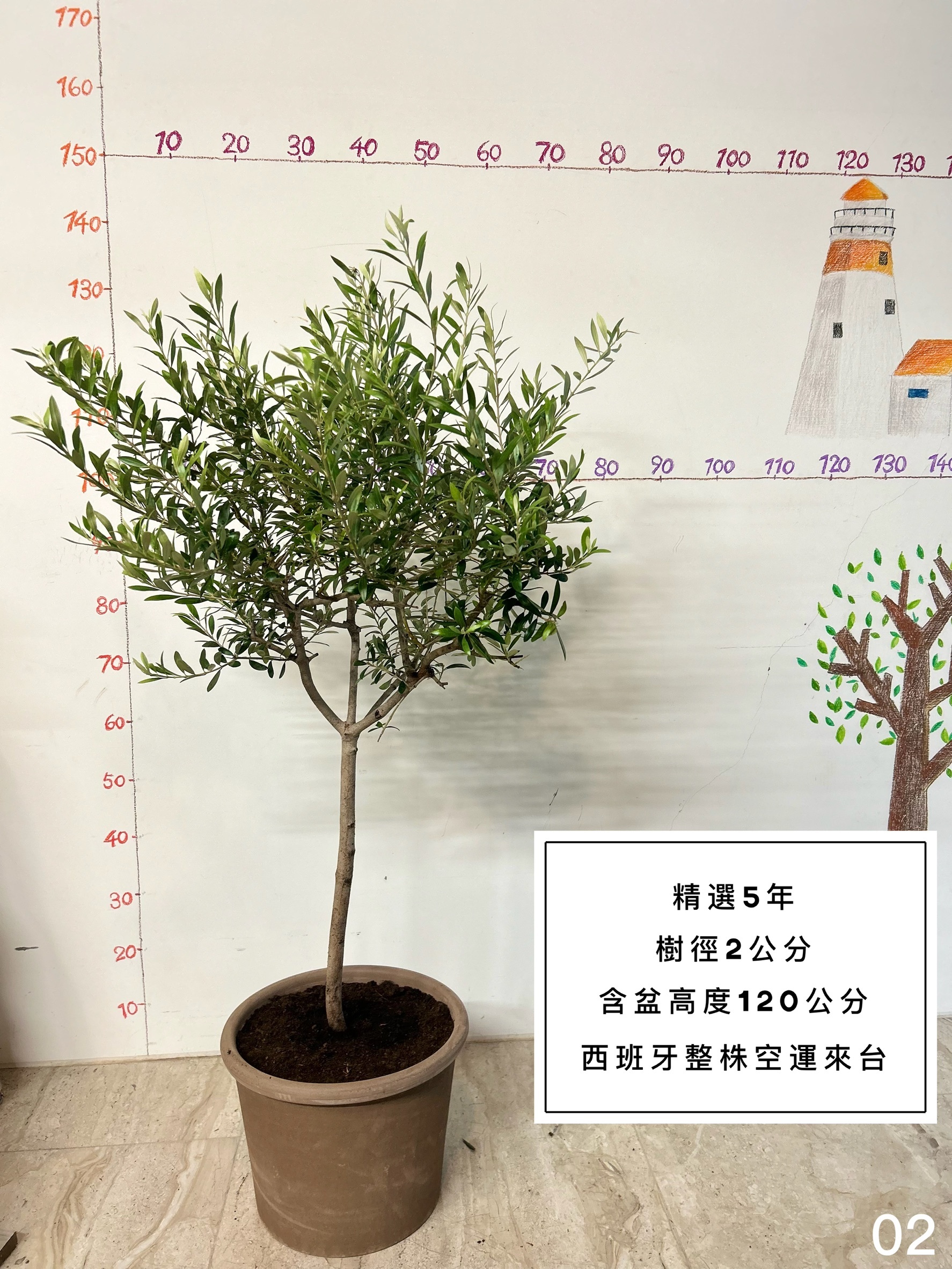 【橄享】 Olive tree 精選5年樹齡 西班牙進口 西班牙銀葉油橄欖樹 橄欖樹 油橄欖樹 銀葉橄欖樹 銀葉油橄欖 陽台植物