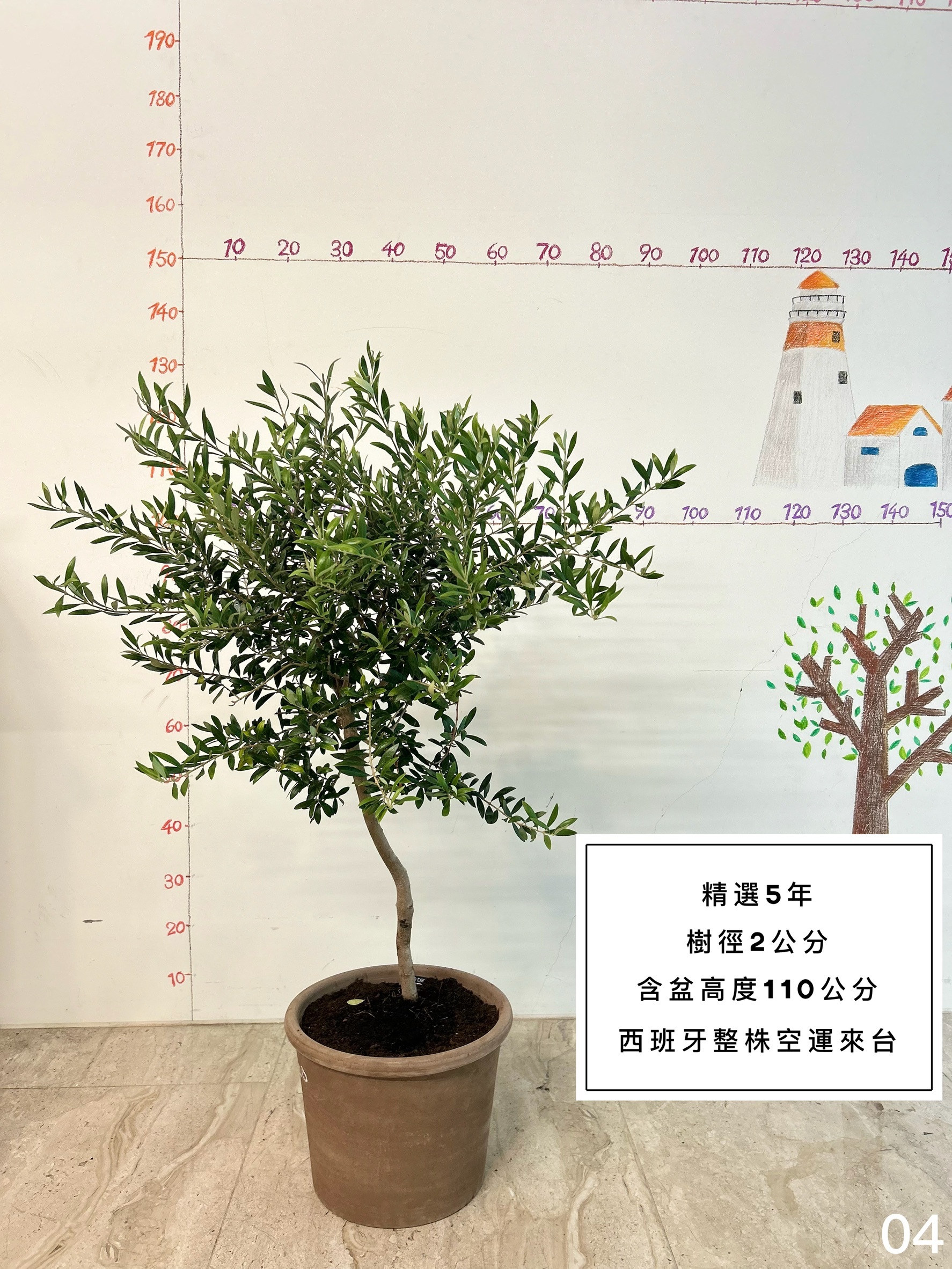 【橄享】 Olive tree 精選5年樹齡 西班牙進口 西班牙銀葉油橄欖樹 橄欖樹 油橄欖樹 銀葉橄欖樹 銀葉油橄欖 陽台植物