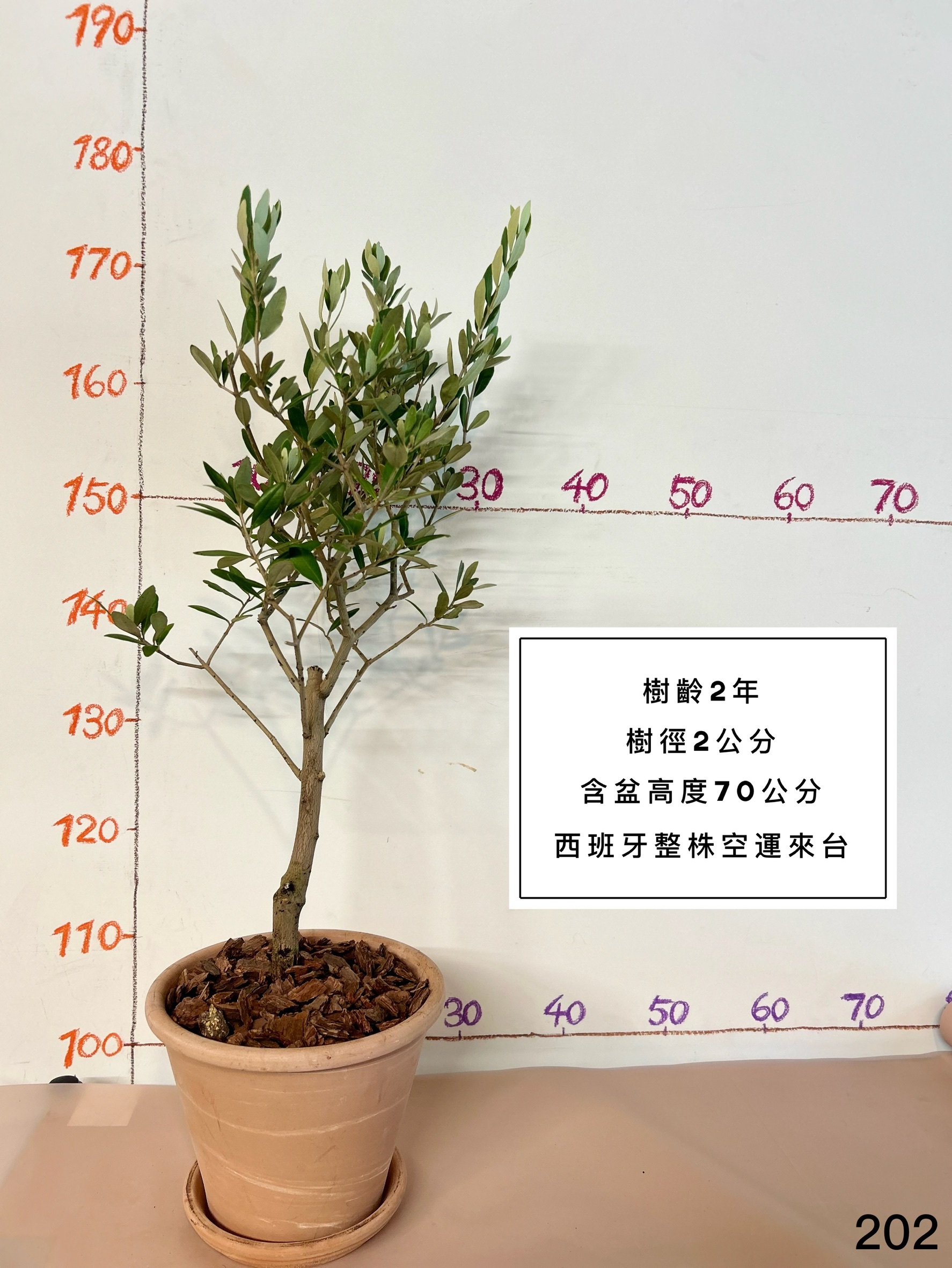 【橄享】Olive tree 精選2年樹齡 健康漂亮隨機出貨 西班牙進口 西班牙銀葉油橄欖樹 橄欖樹 油橄欖樹 銀葉橄欖樹 銀葉油橄欖 陽台植物