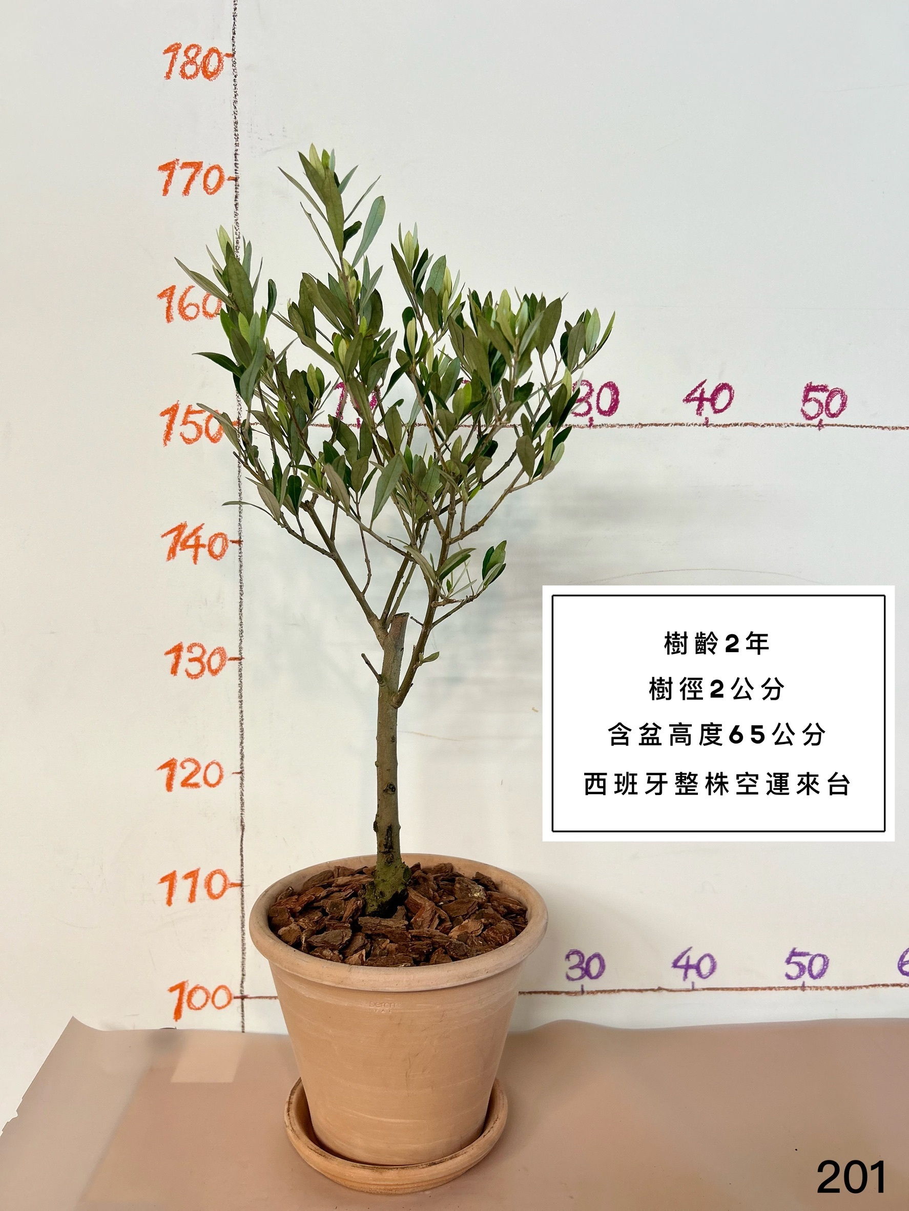 【橄享】Olive tree 精選2年樹齡 健康漂亮隨機出貨 西班牙進口 西班牙銀葉油橄欖樹 橄欖樹 油橄欖樹 銀葉橄欖樹 銀葉油橄欖 陽台植物