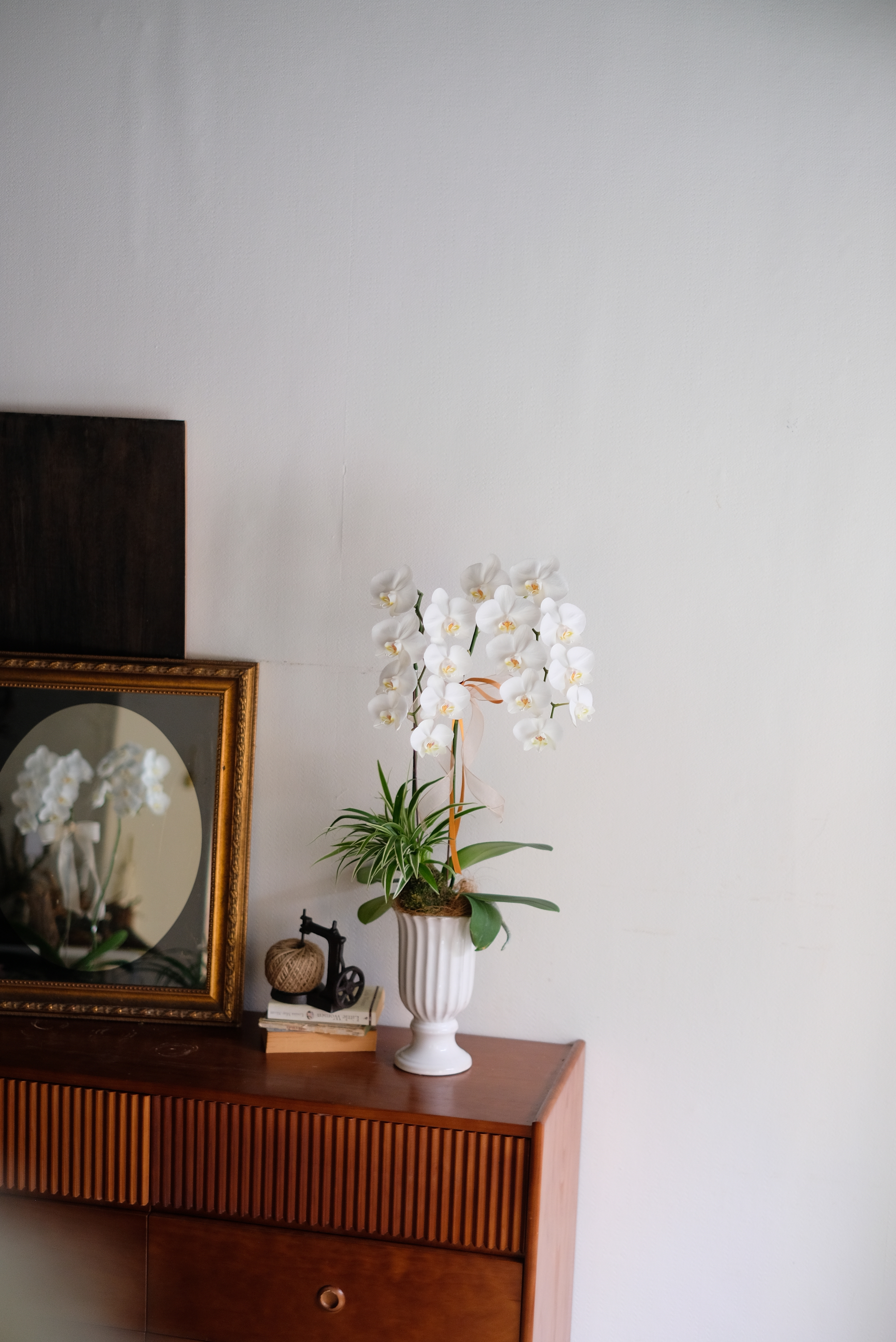 優雅白｜雙梗蝴蝶蘭植栽