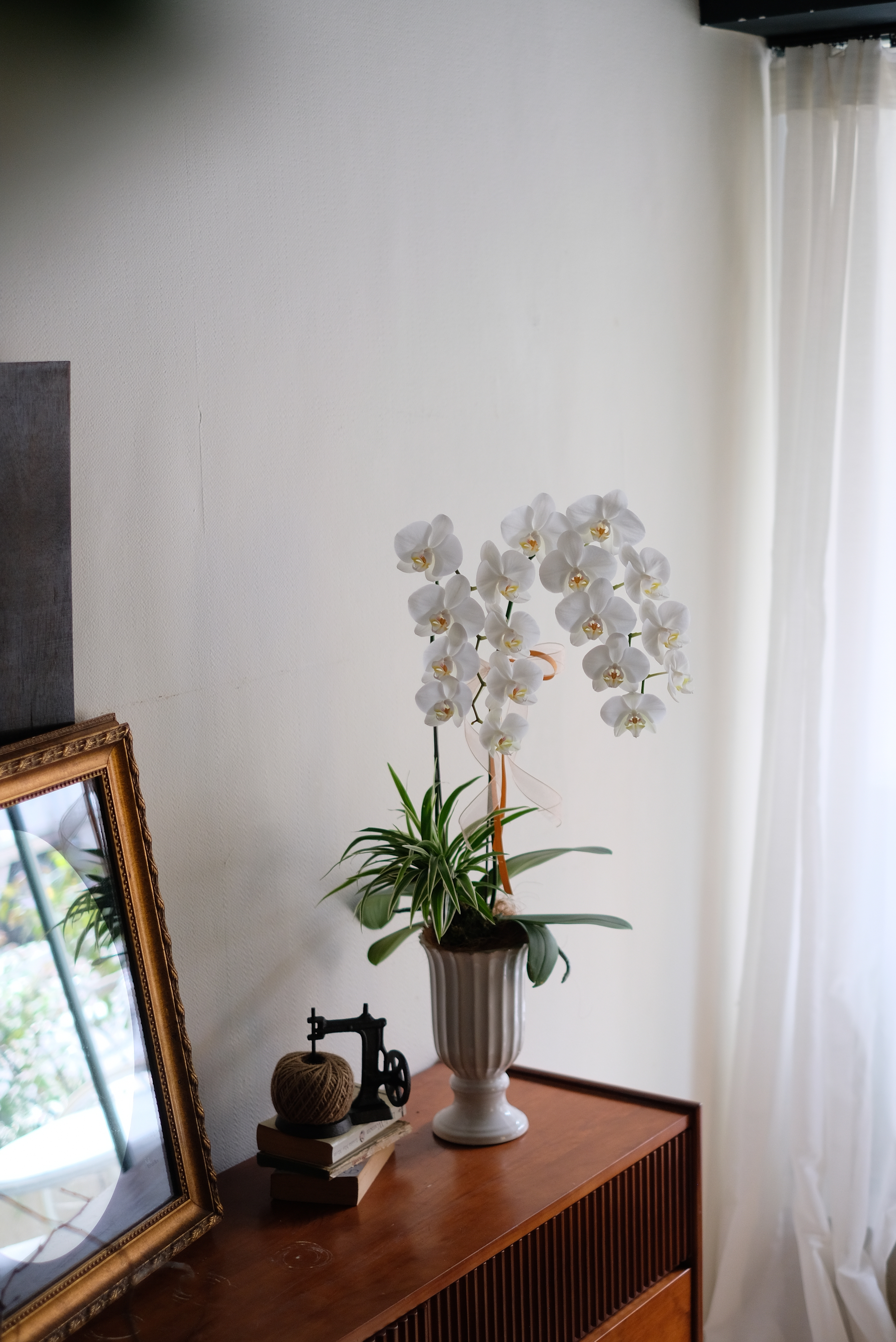 優雅白｜雙梗蝴蝶蘭植栽