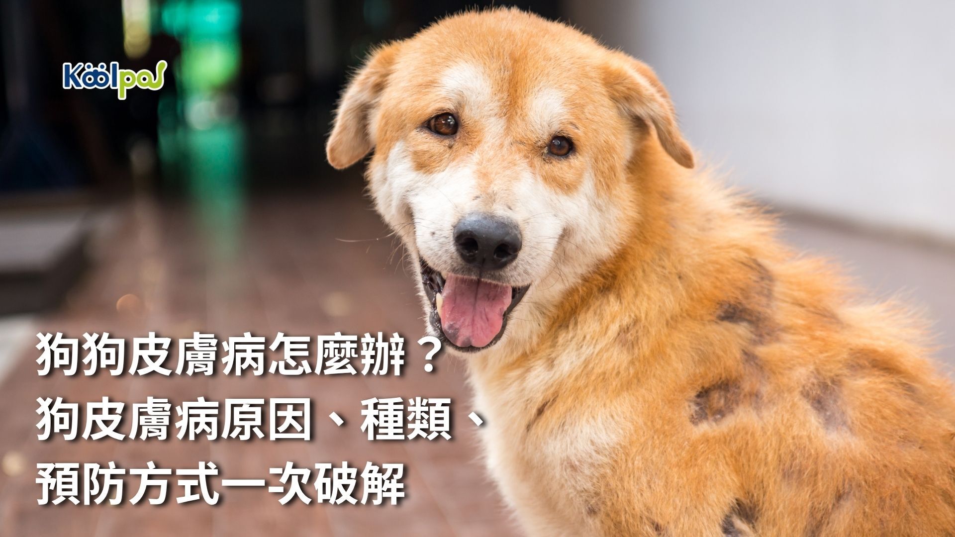 狗狗皮膚病怎麼辦？解決方式一次說明