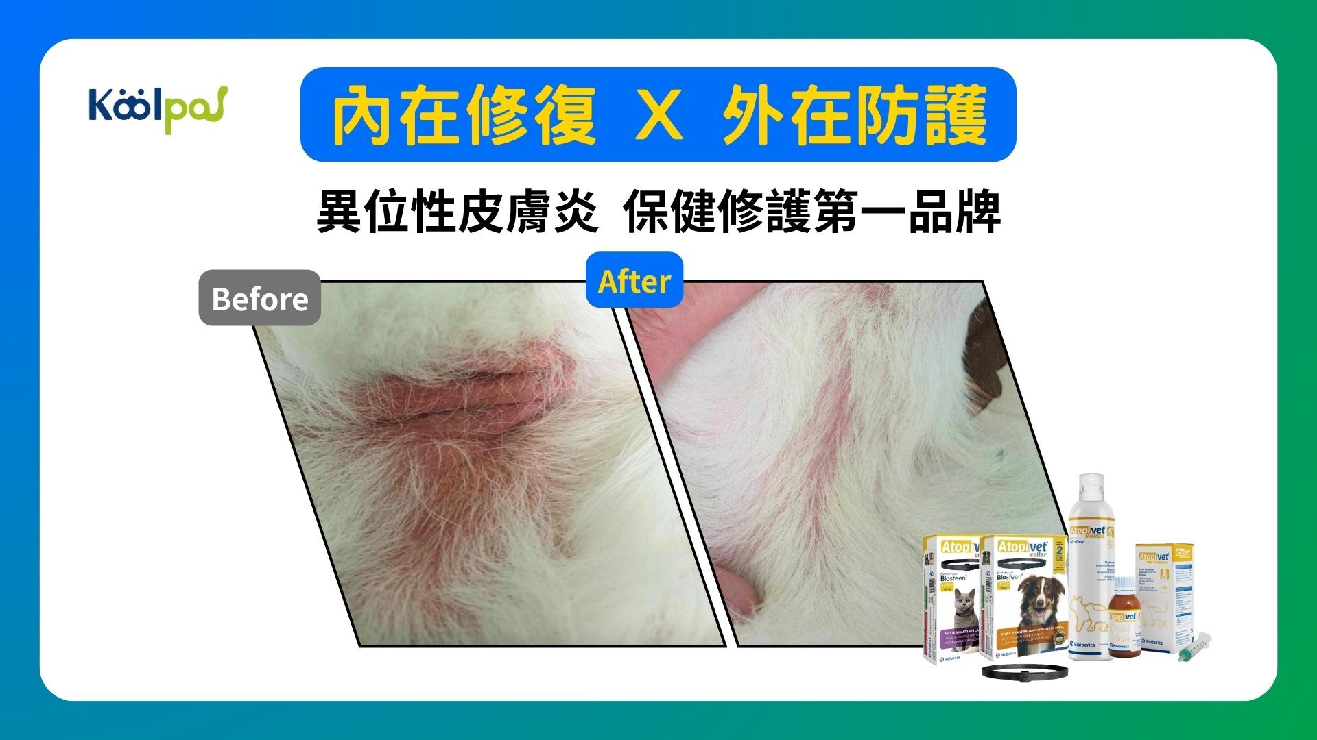 狗狗皮膚病怎麼辦、預防狗狗皮膚病方法