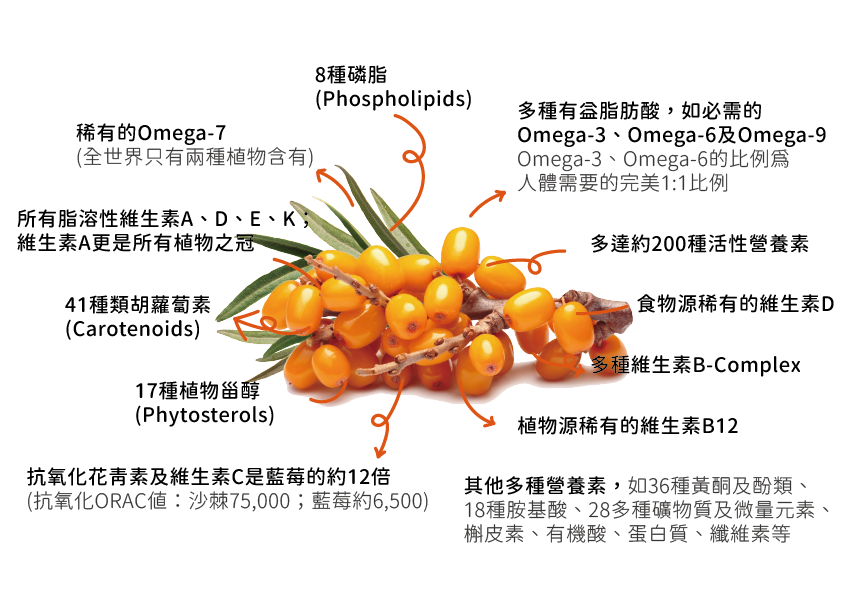 沙棘果的營養成分