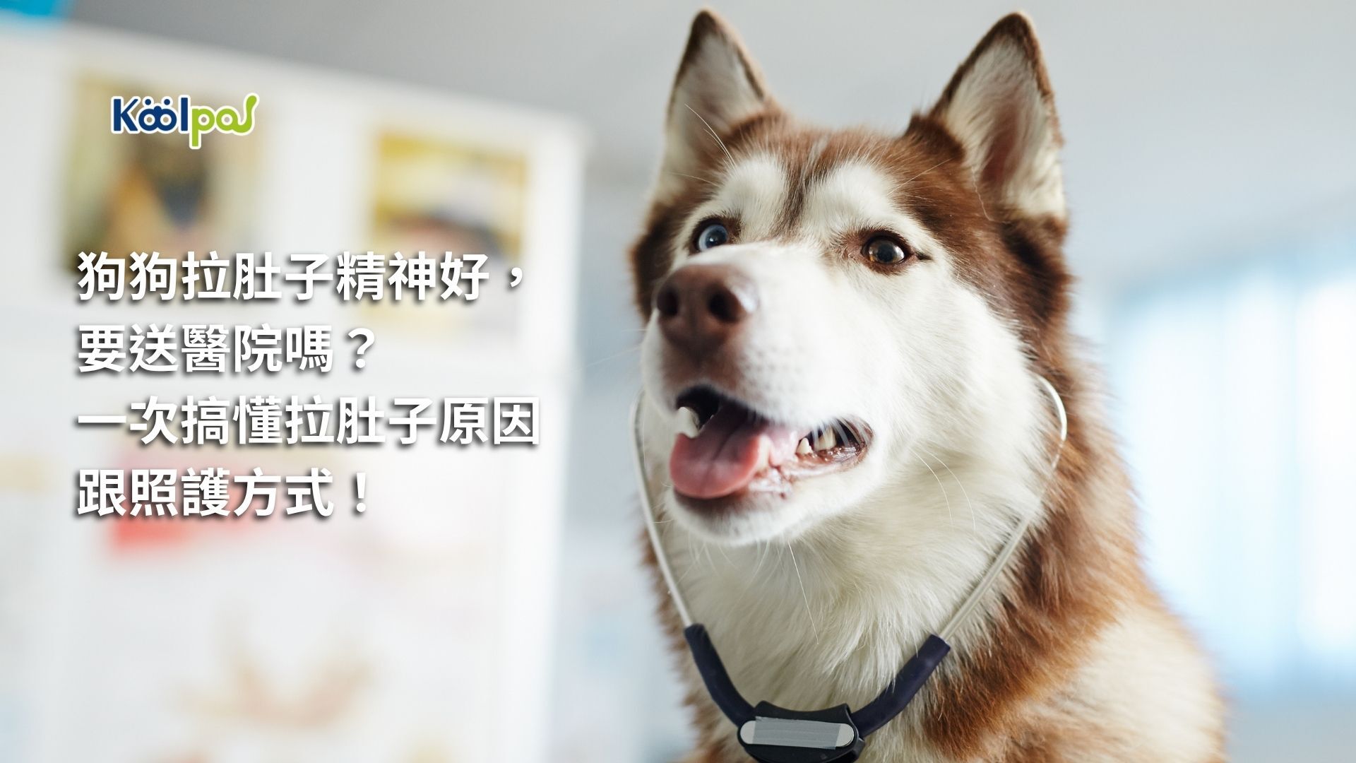 狗狗拉肚子精神卻很好，陪主人一起跑步